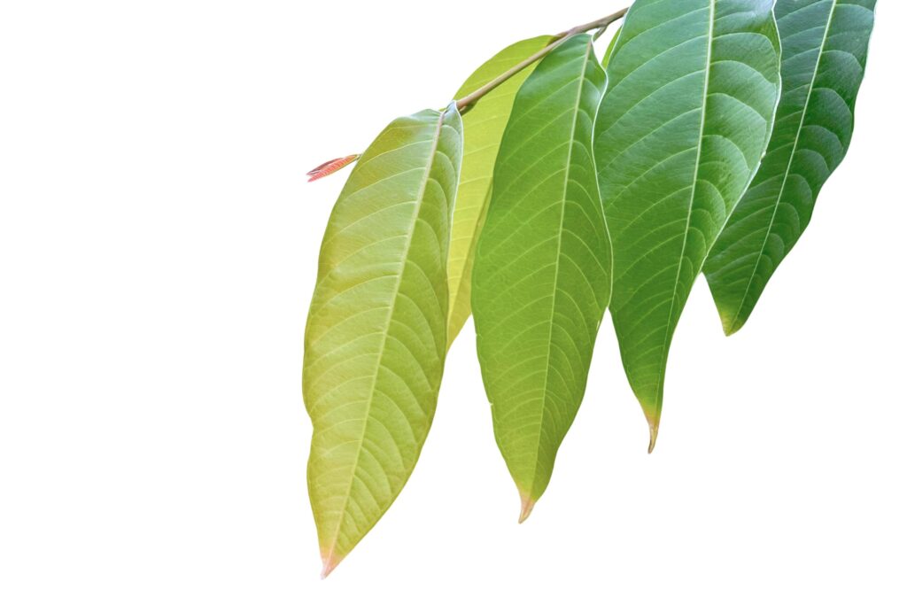 A cut-out of tree leaf on a white background with clipping paths. Stock Free