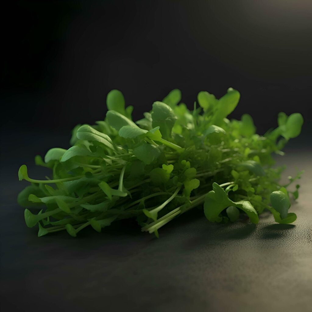 Fresh arugula on a dark background. Healthy food concept. Stock Free