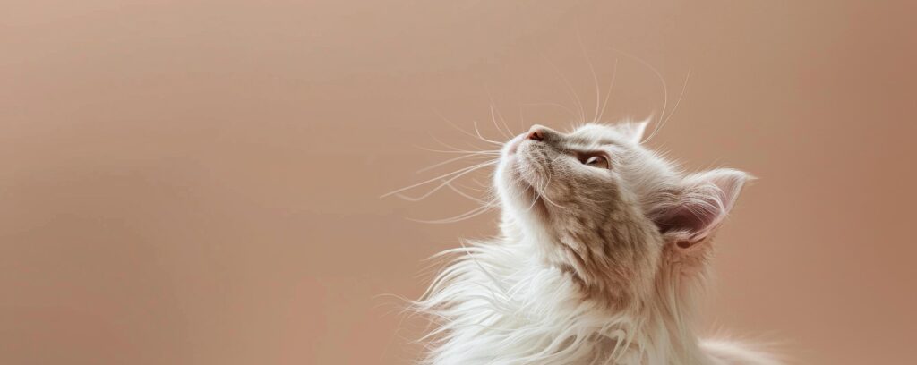 White Cat Looking Up at Beige Background Stock Free