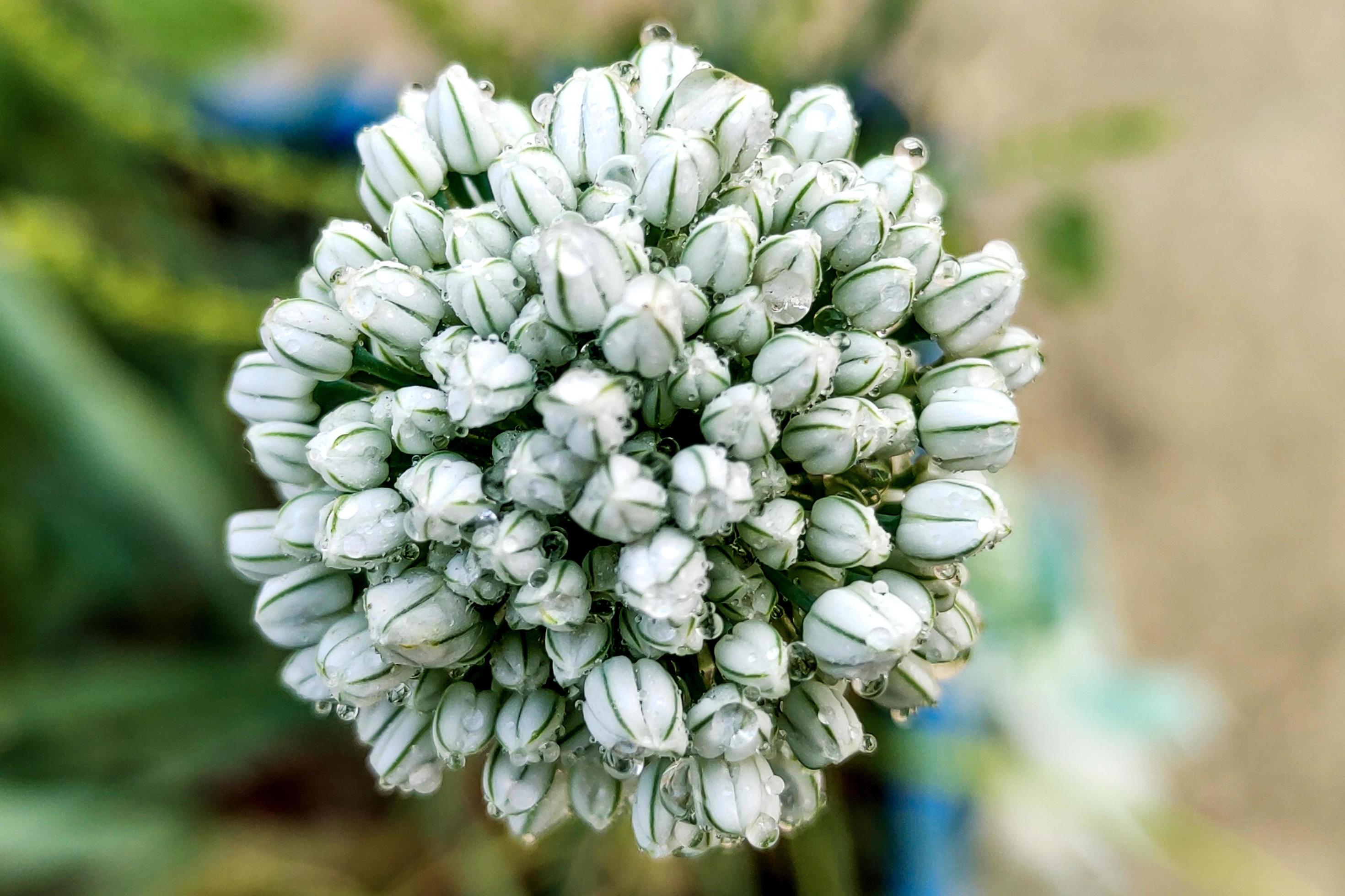 Red Onion Plant Flower Blooming Closeup Background Top View Image Stock Free