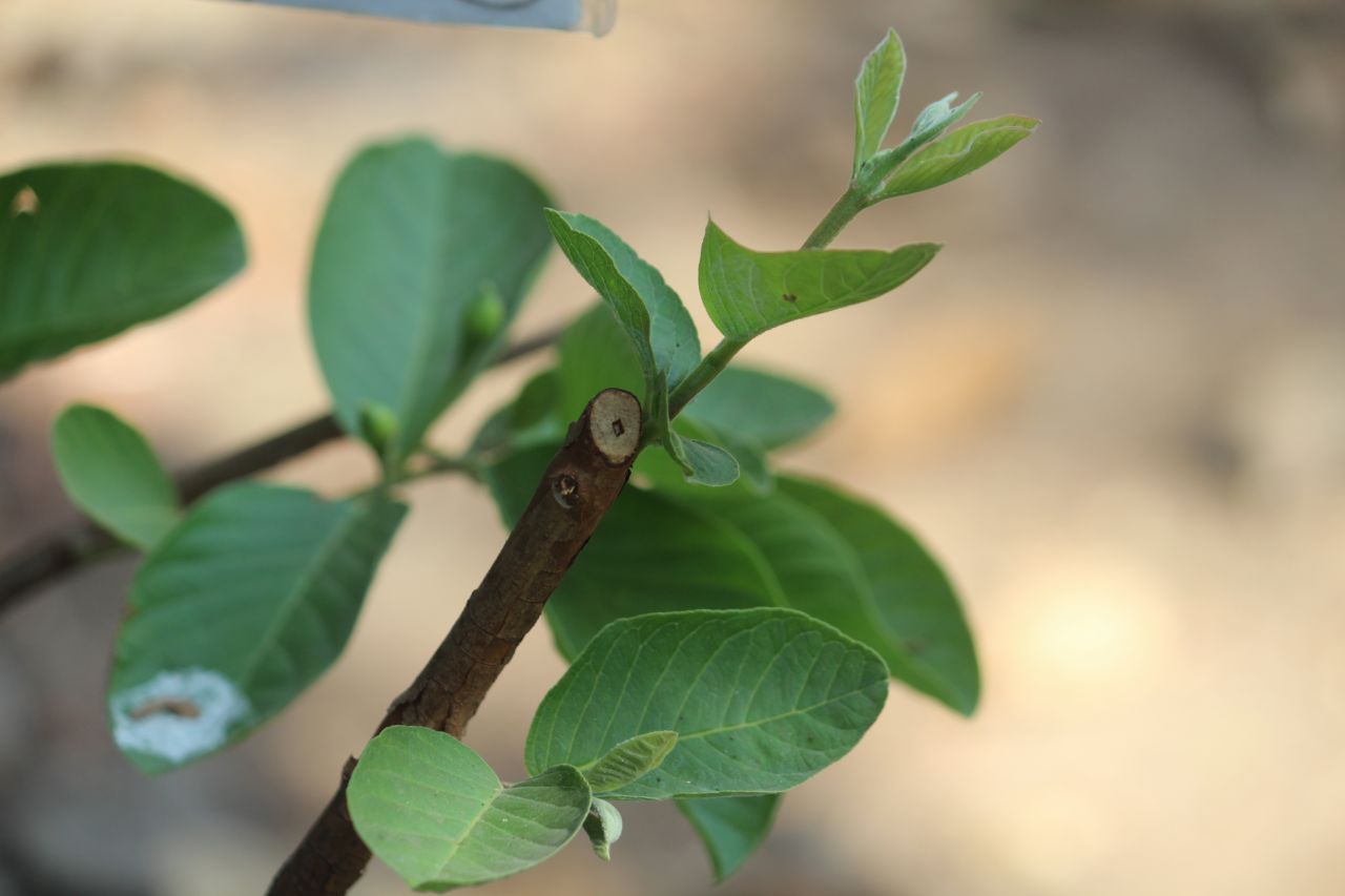 Guava Leaves Stock Free