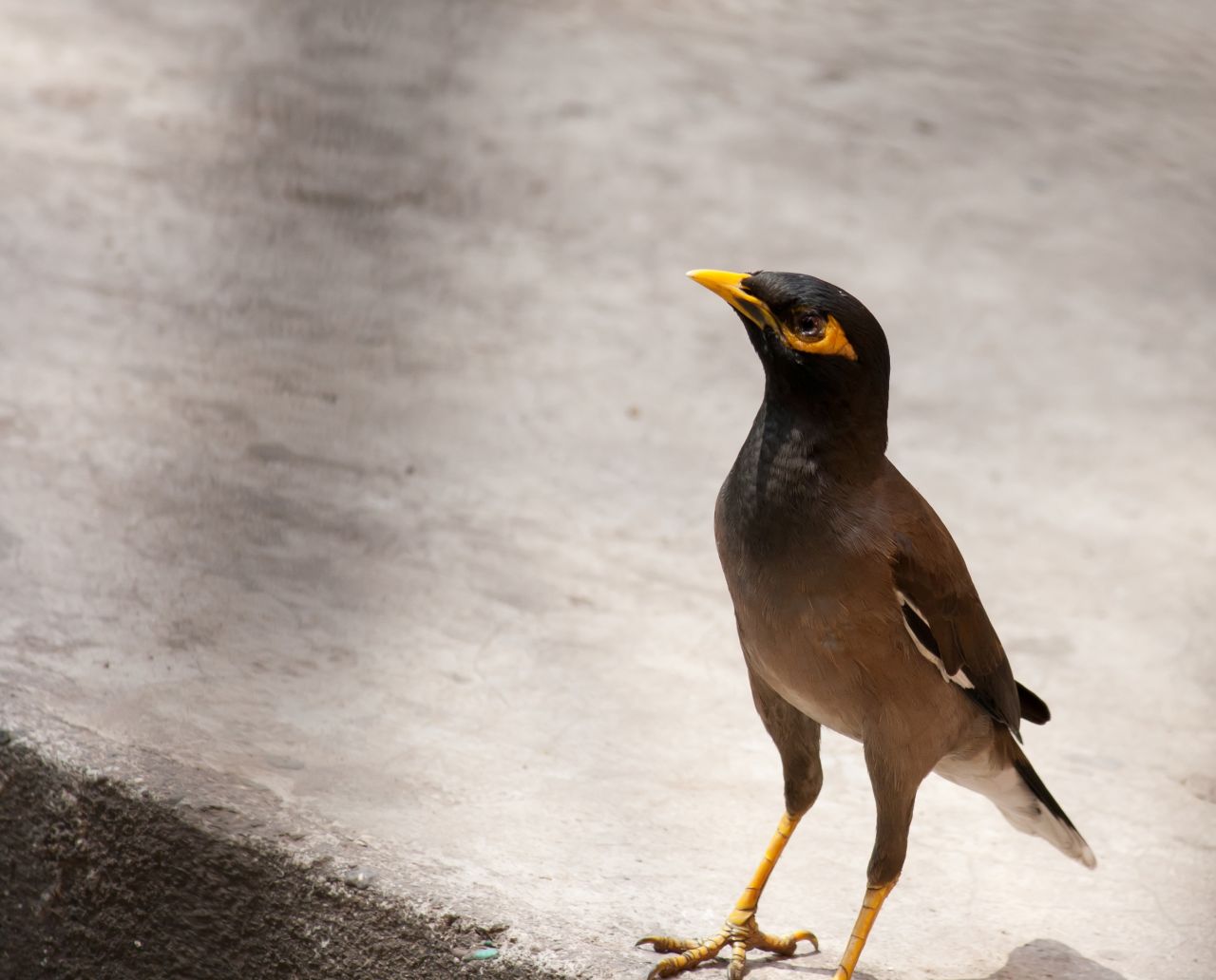 Myna Bird Stock Free