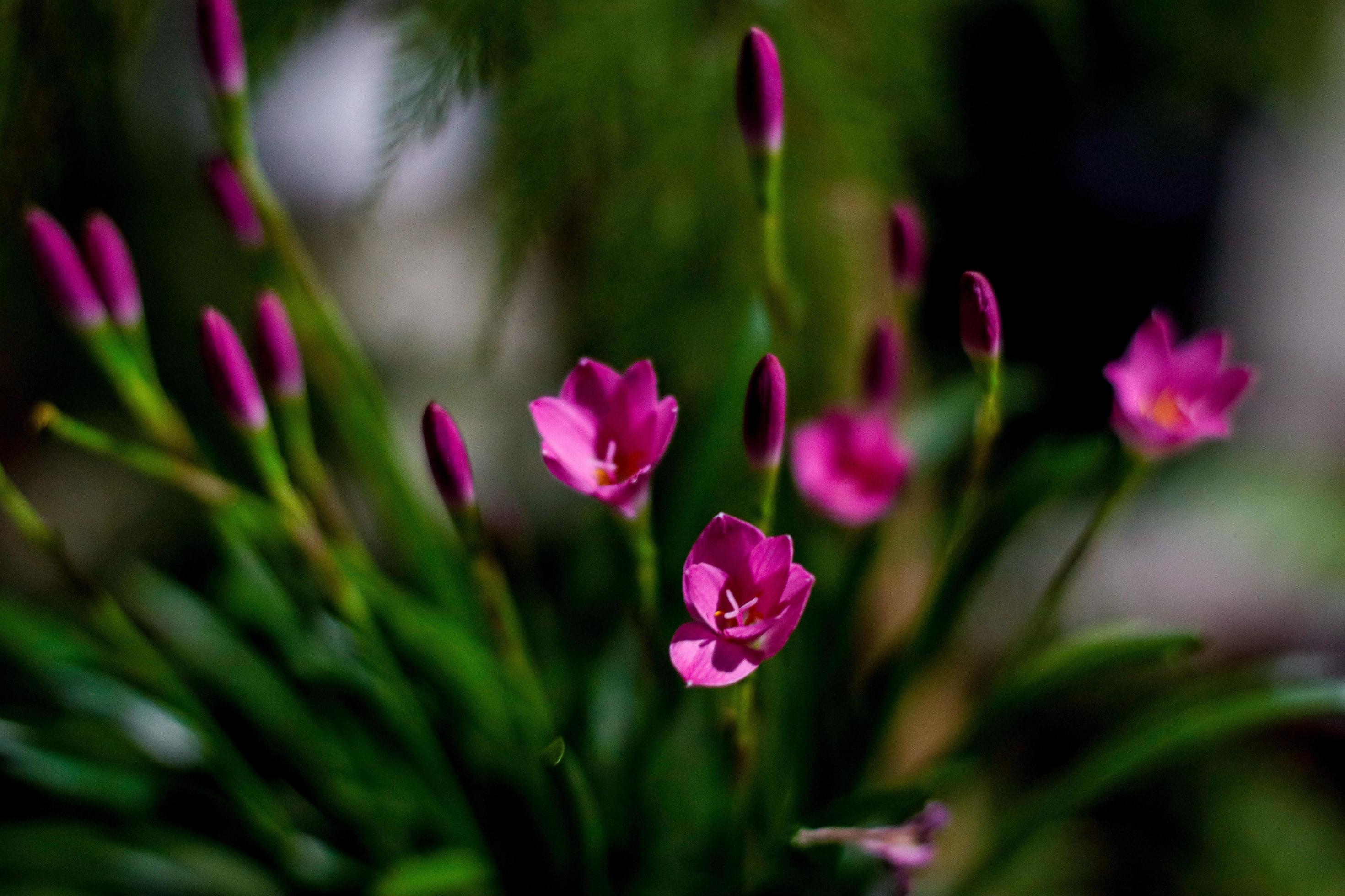 Liliy flower on pond Stock Free