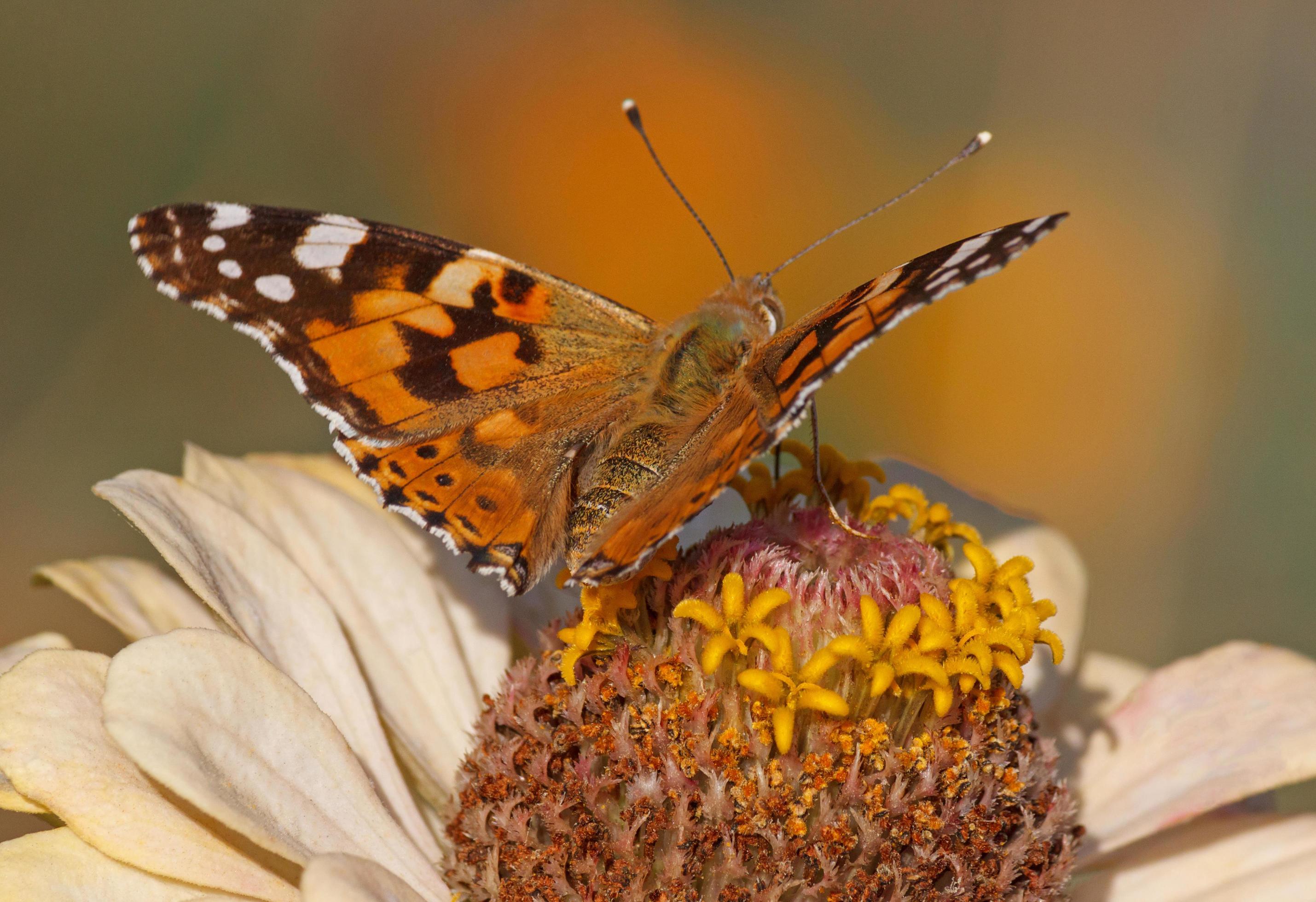 close up of Painted Lady butterfly on zinnia flower Stock Free