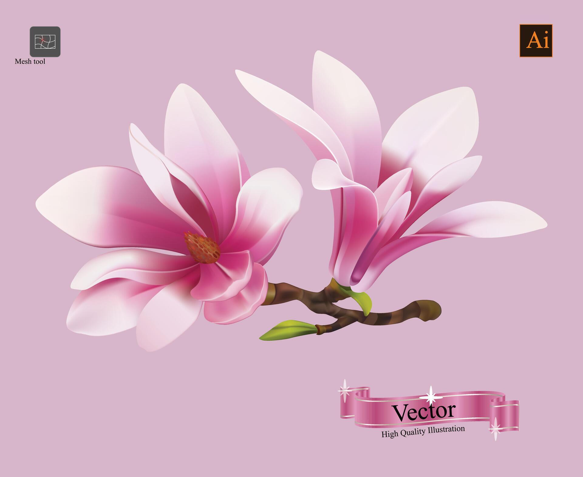 Magnolia flowers isolated. Stock Free