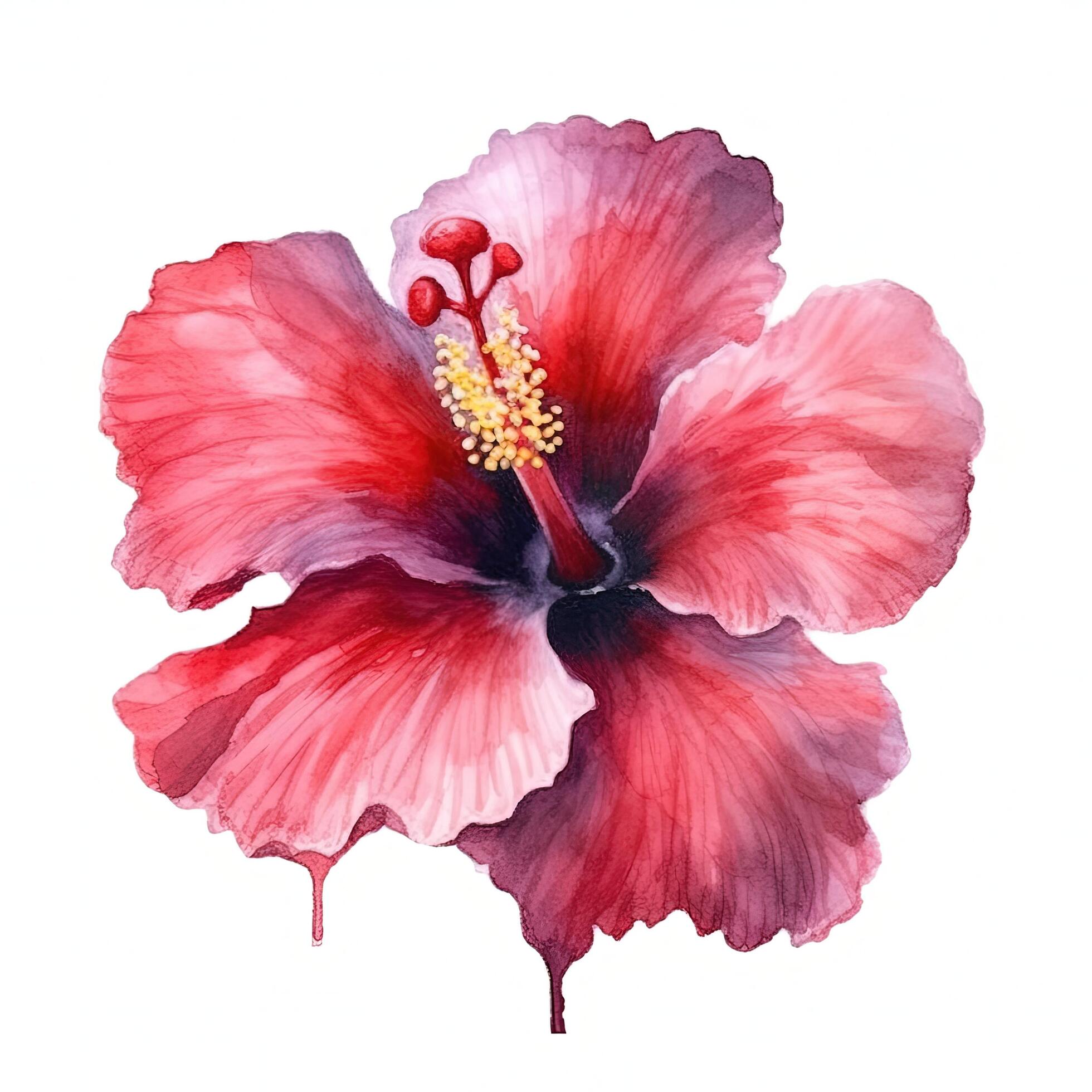 Red hibiscus flower watercolor. Illustration Stock Free