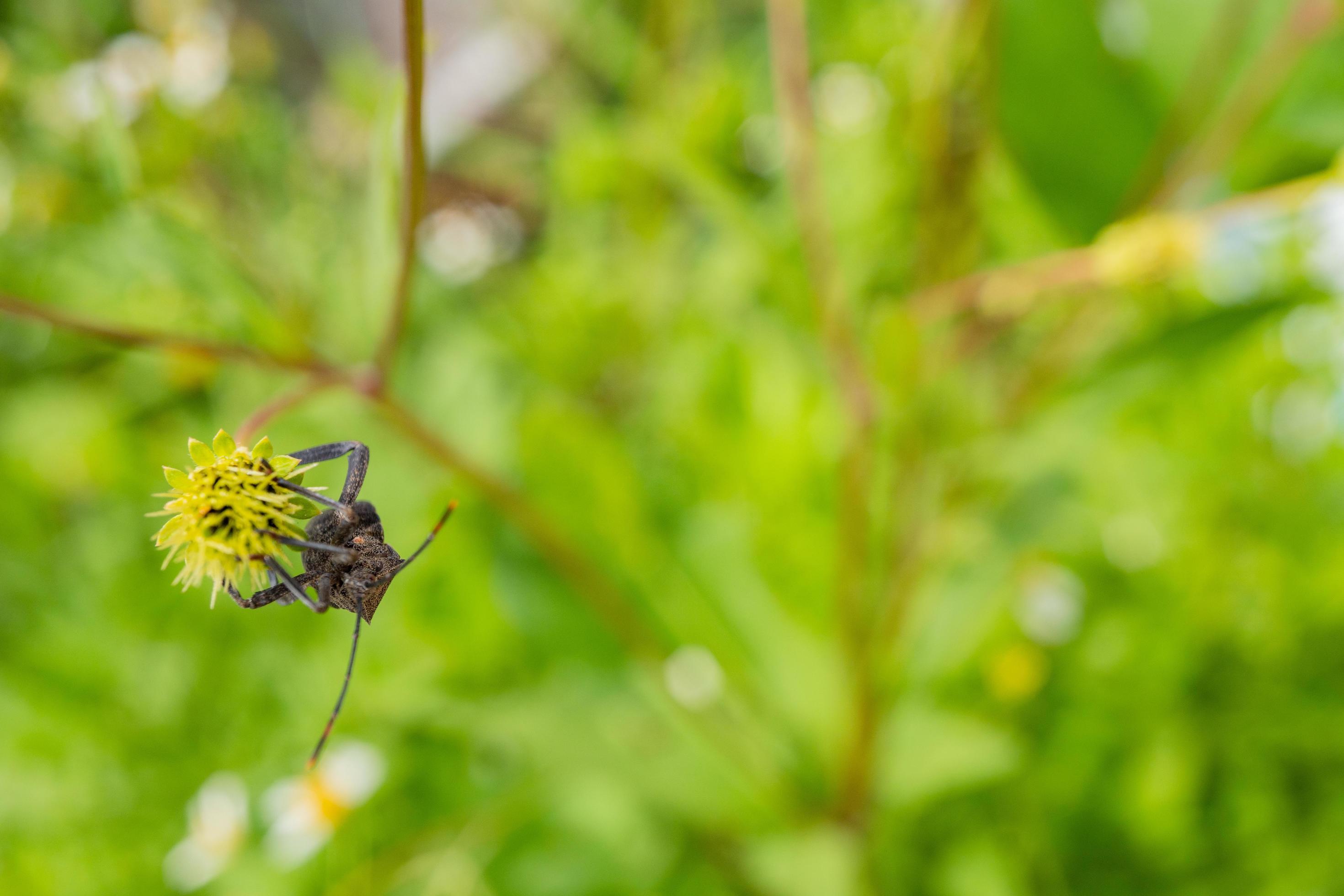 Black beetles perch over the flower buds. The photo is suitable to use for animal wild life background, spring poster and nature content media. Stock Free