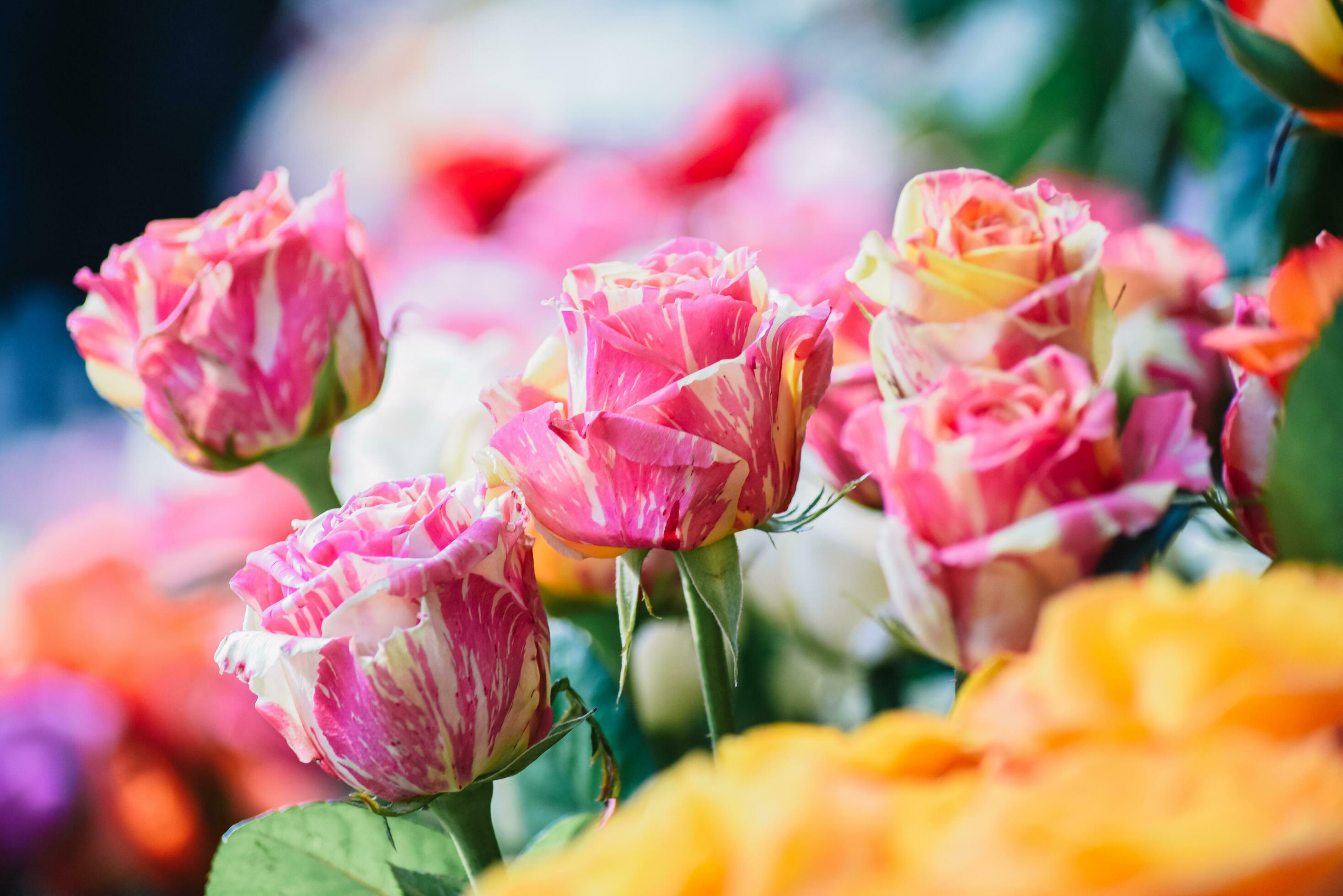 The backdrop of the colorful flowers Stock Free