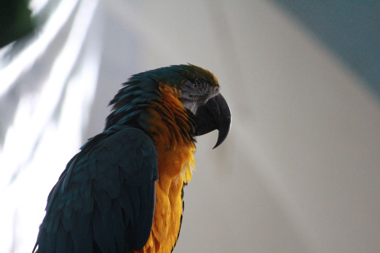 Yellow Green Macaw Stock Free