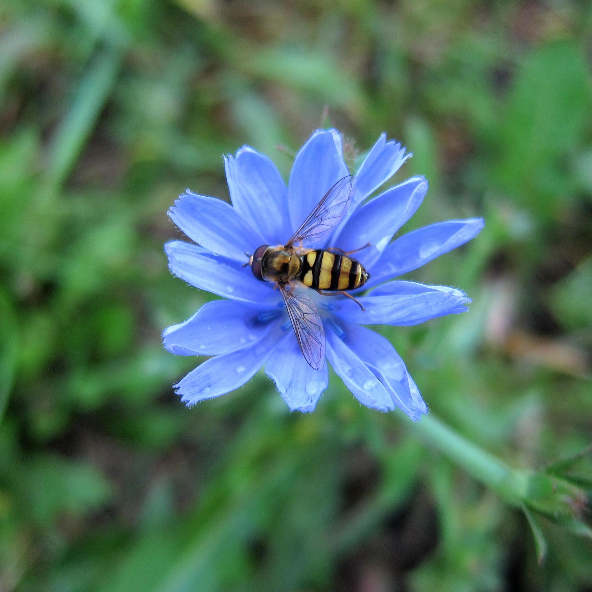 Bee on Blue Flower Stock Free