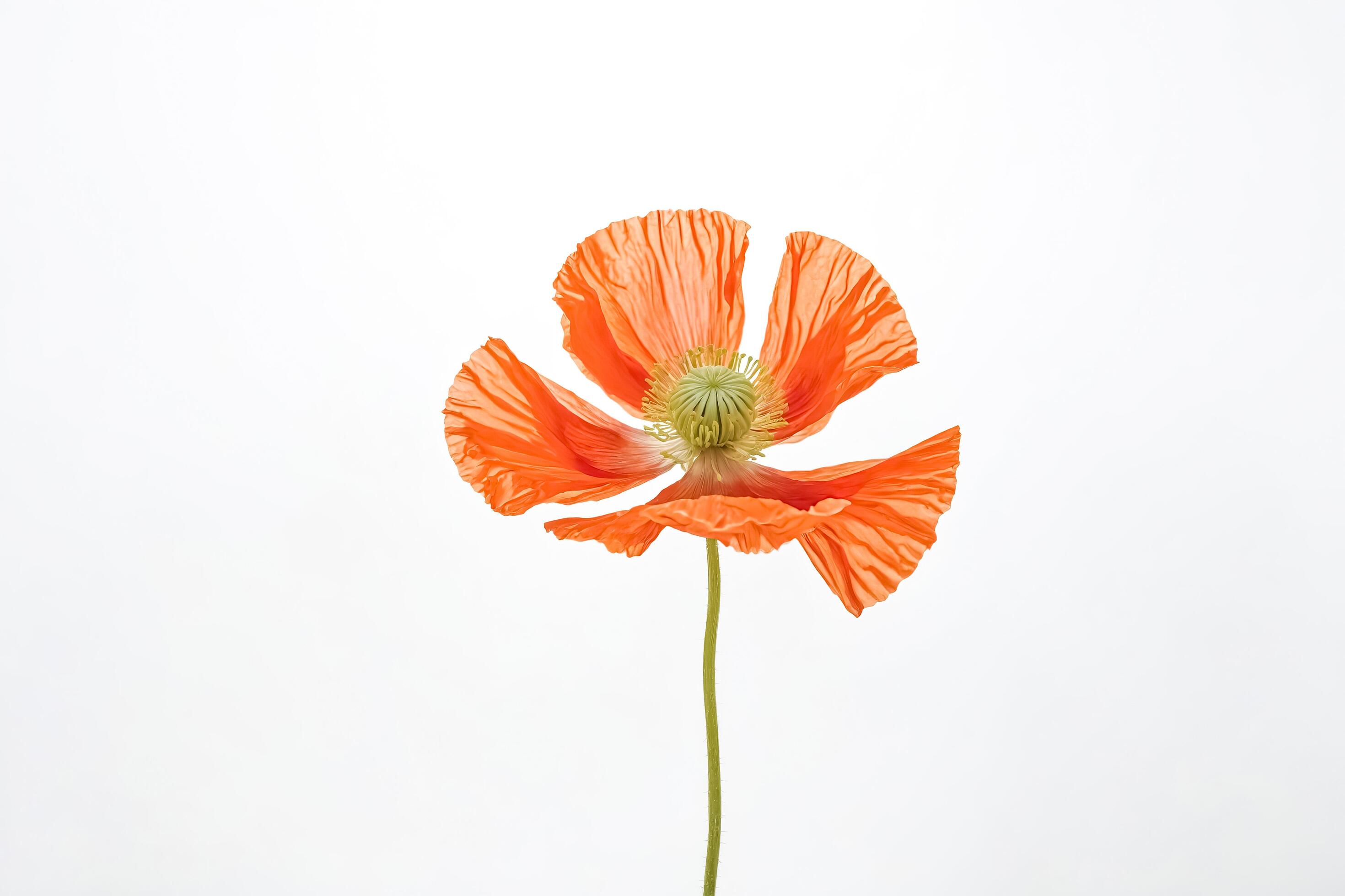 Single Orange Poppy Flower on White Background Stock Free