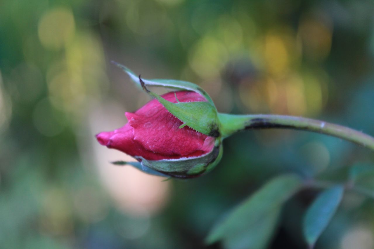 Pink Red Rose Bud Stock Free