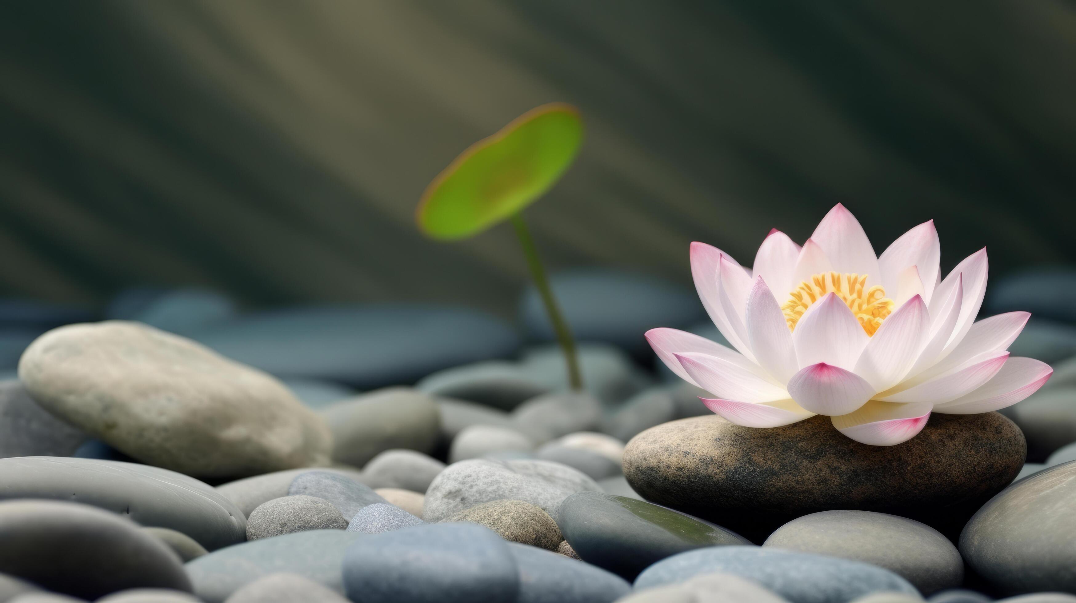 Lotus flower stone background. Illustration Stock Free