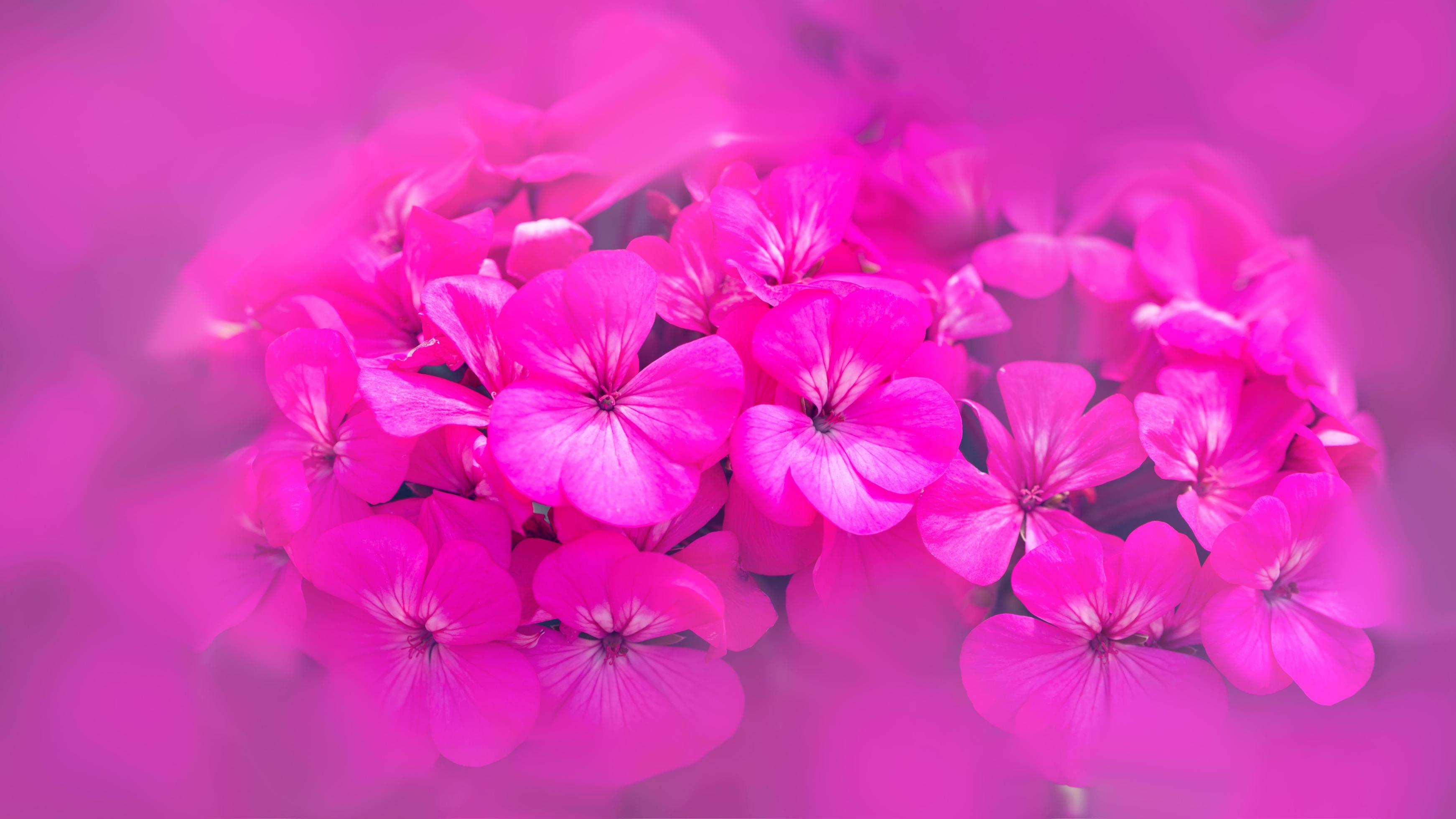 background Flower Geranium. Garden flowers. A bouquet of pink flowers blur. Full frame, Digital painting. Geranium pink Stock Free