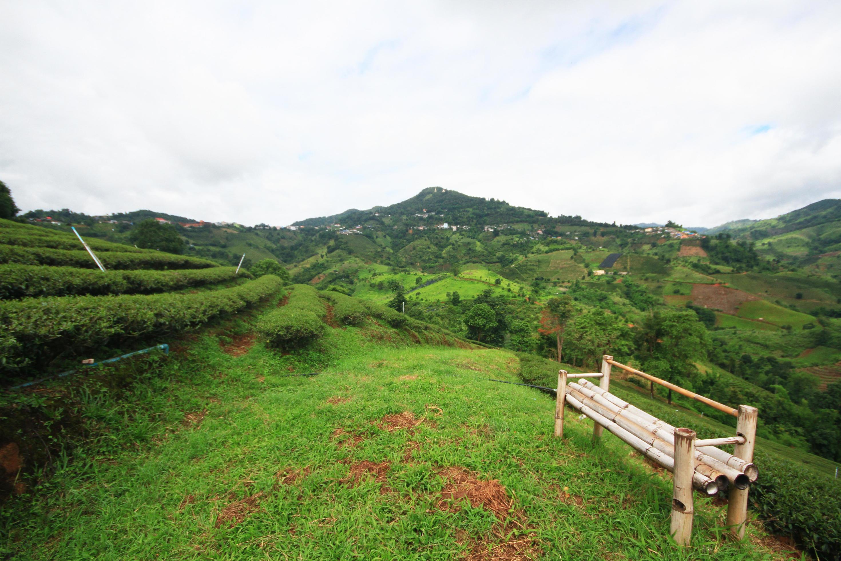 Bamboo chair on grass in Tea Plantation on the mountain and forest is very beautiful view in Chiangrai Province, Thailand. Stock Free