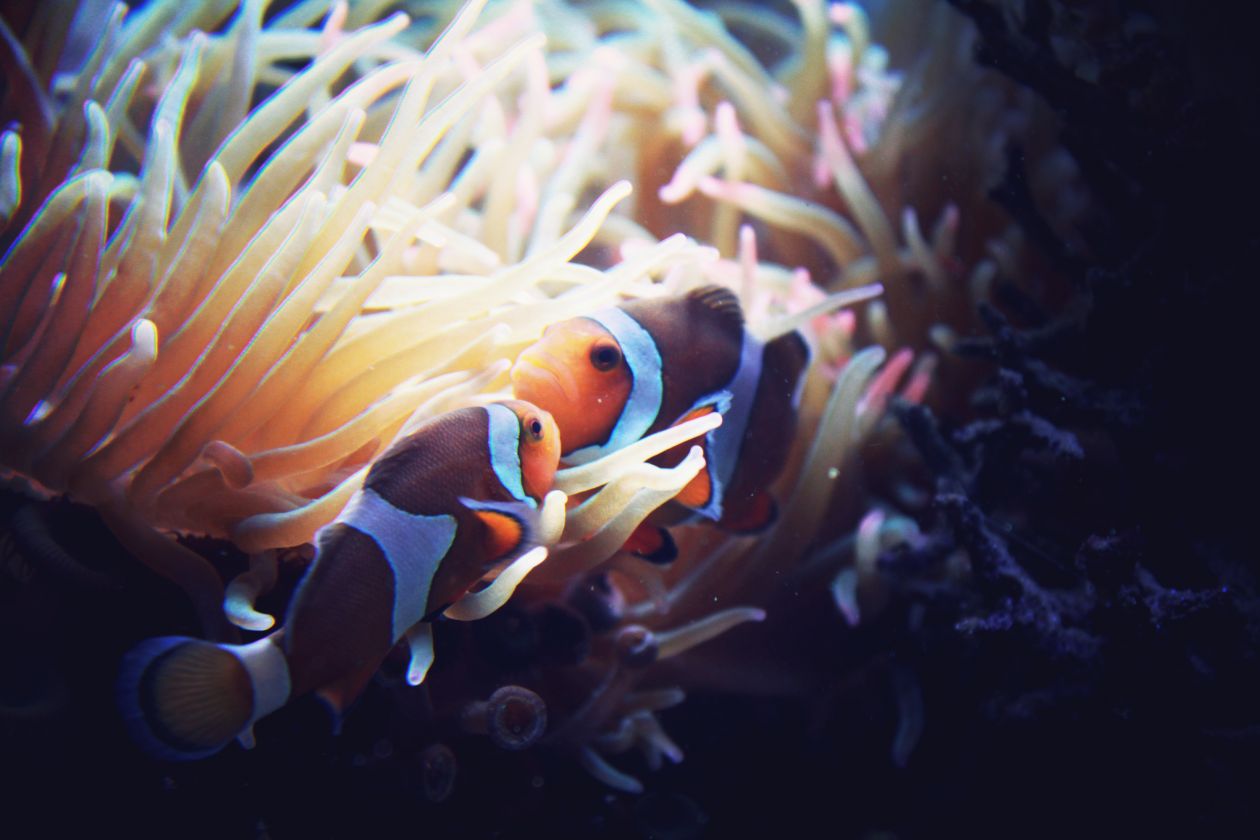 Clownfish Stock Free