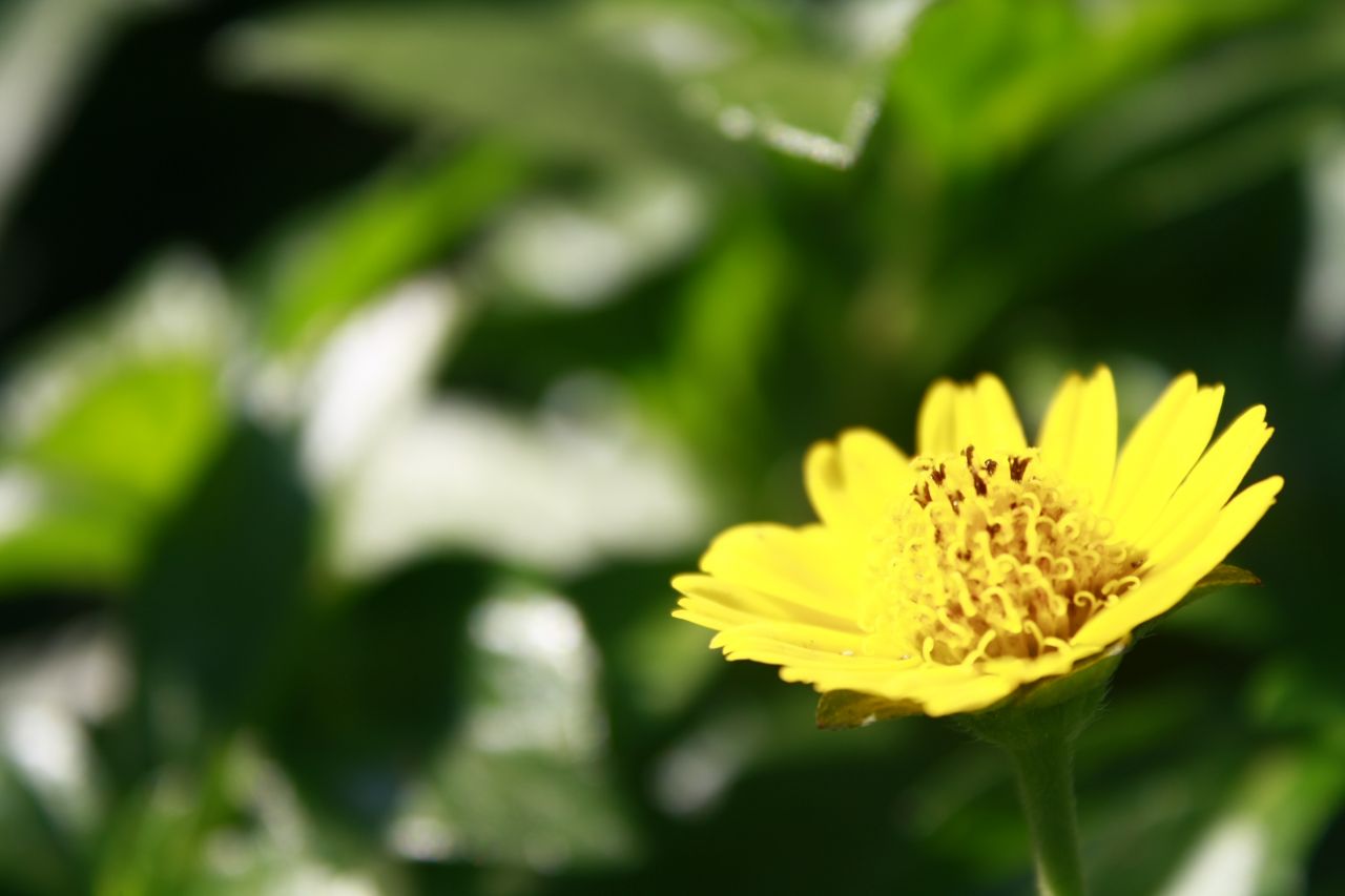 Yellow Flower Closeup Stock Free