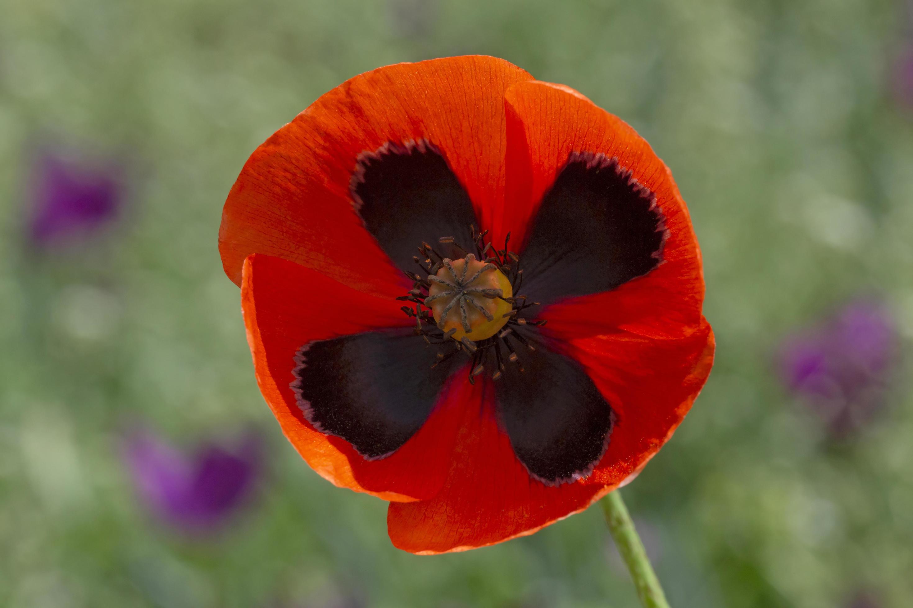 close up of wild poppy flower in green grass Stock Free