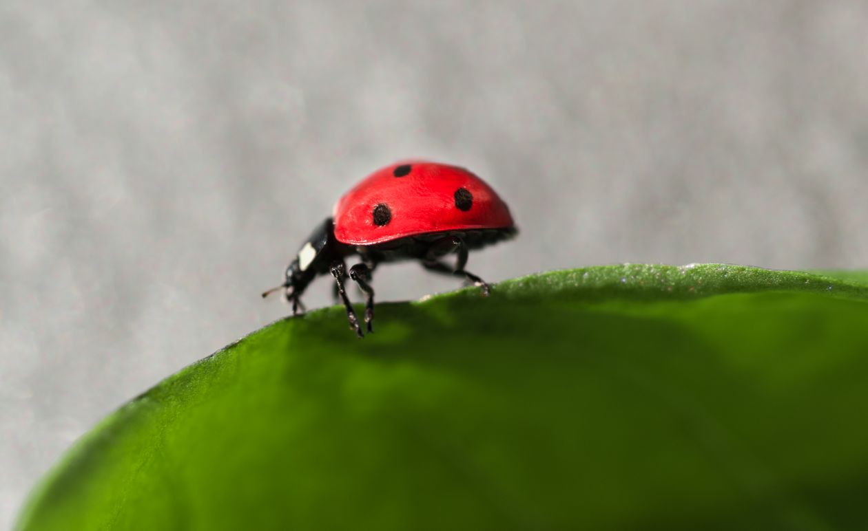 Ladybug walking on a leaf Stock Free