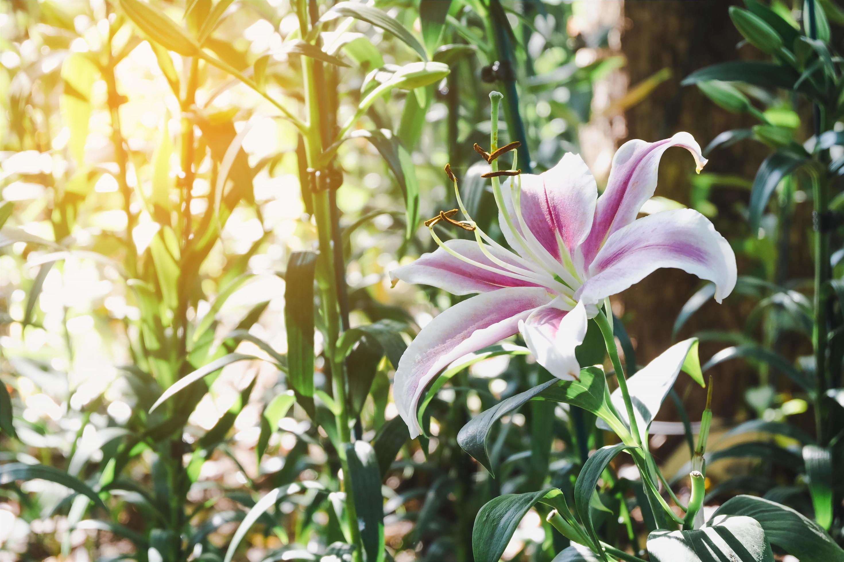 Beautiful pink lily flower in botanic garden floral decoration Stock Free