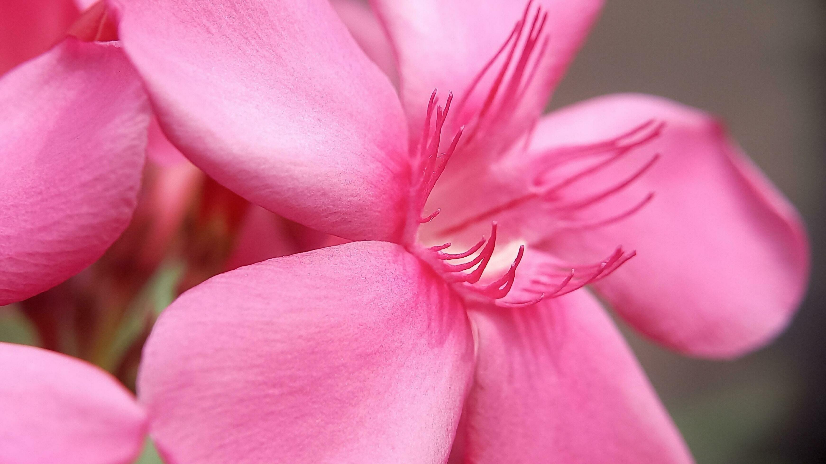 plumeria champa or frangipani flowers with an attractive pink color Stock Free