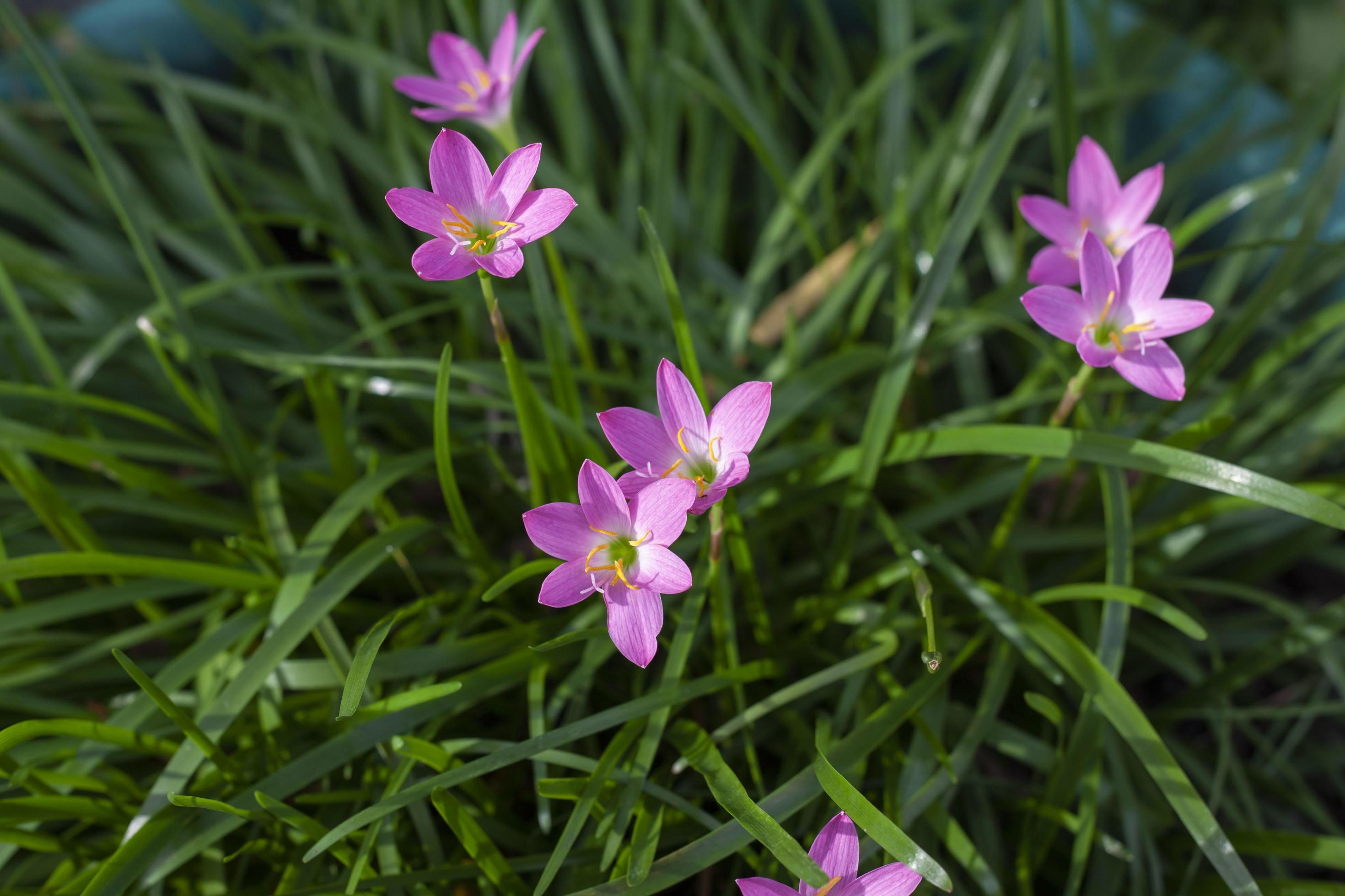 Top view of Pink fairy lily, rain lily, zephyr or Zephyranthes grandiflora flower bloom with sunlight in the garden. Stock Free