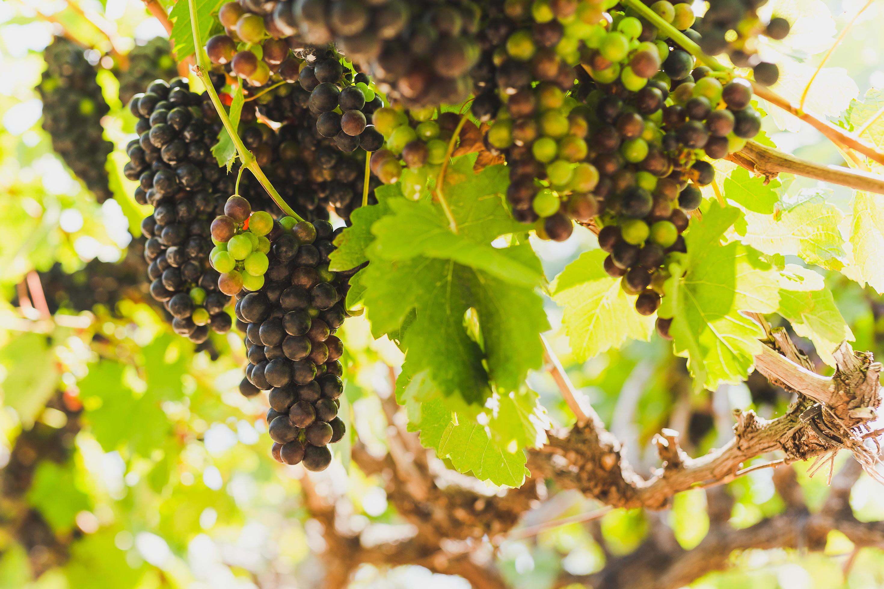 Bunches Of grapes hanging vine plant in sunlight. Stock Free