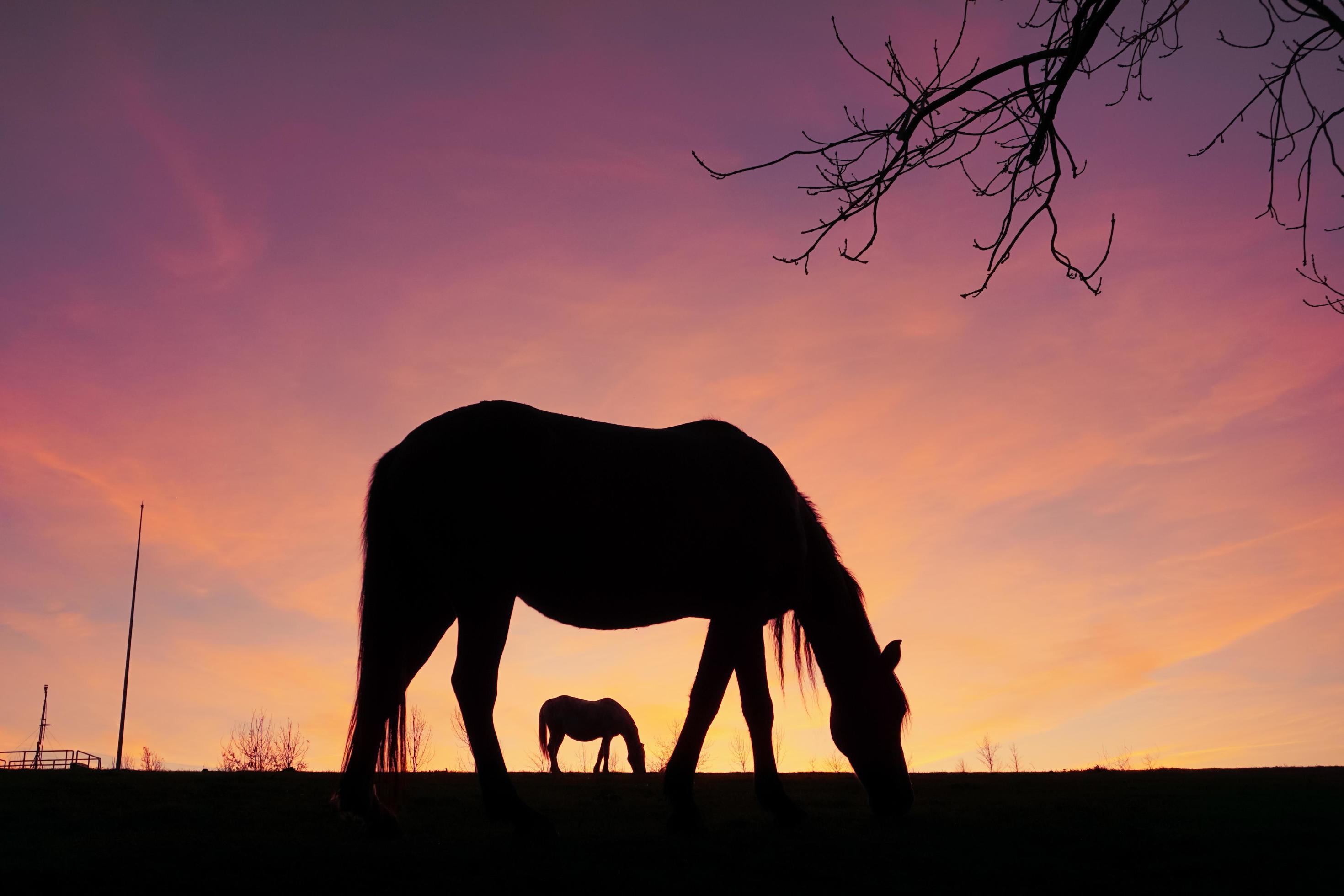 horses silhouette in the meadow with a beautiful sunset Stock Free