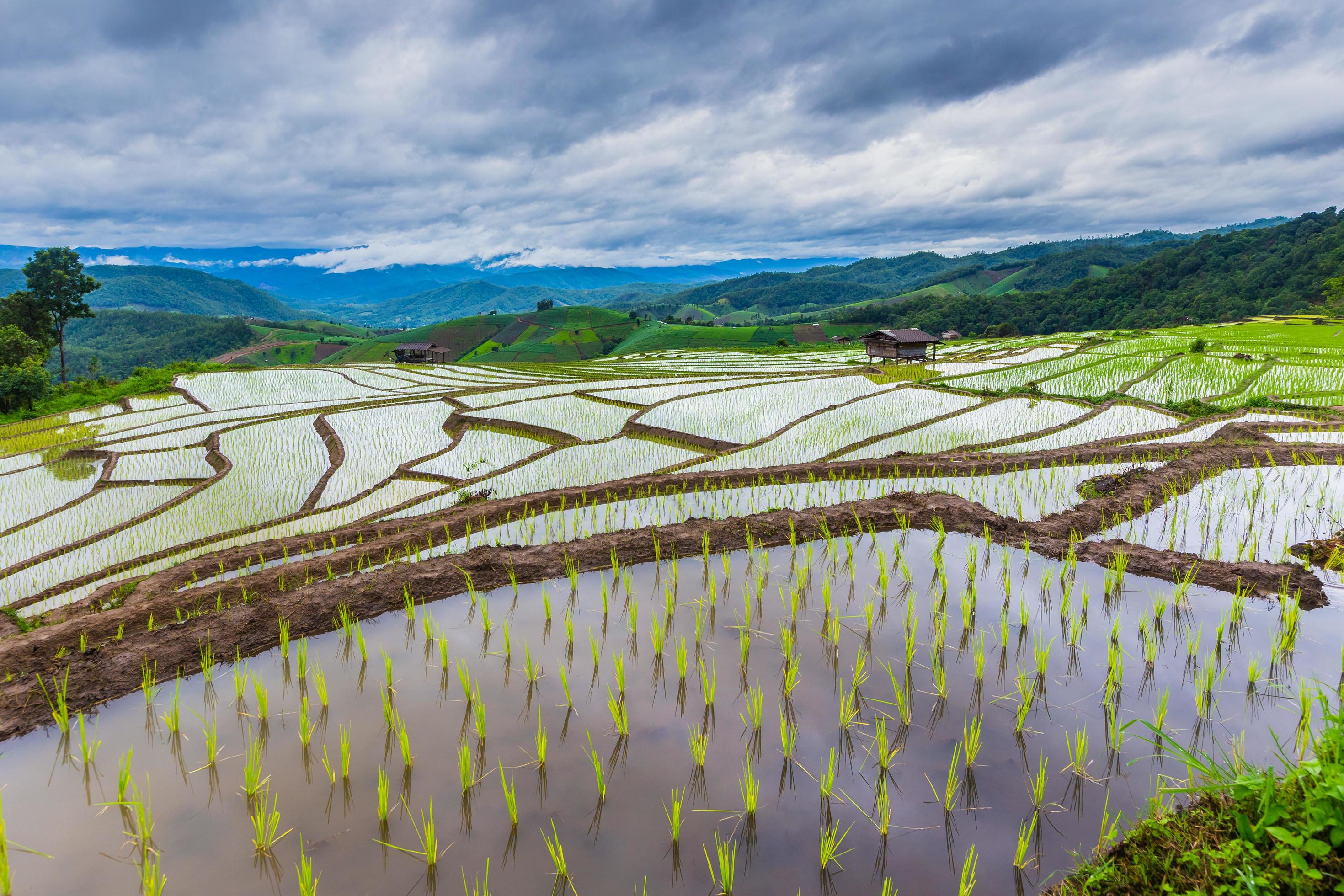 Green Terraced Rice Field in Chiangmai, Thailand Stock Free