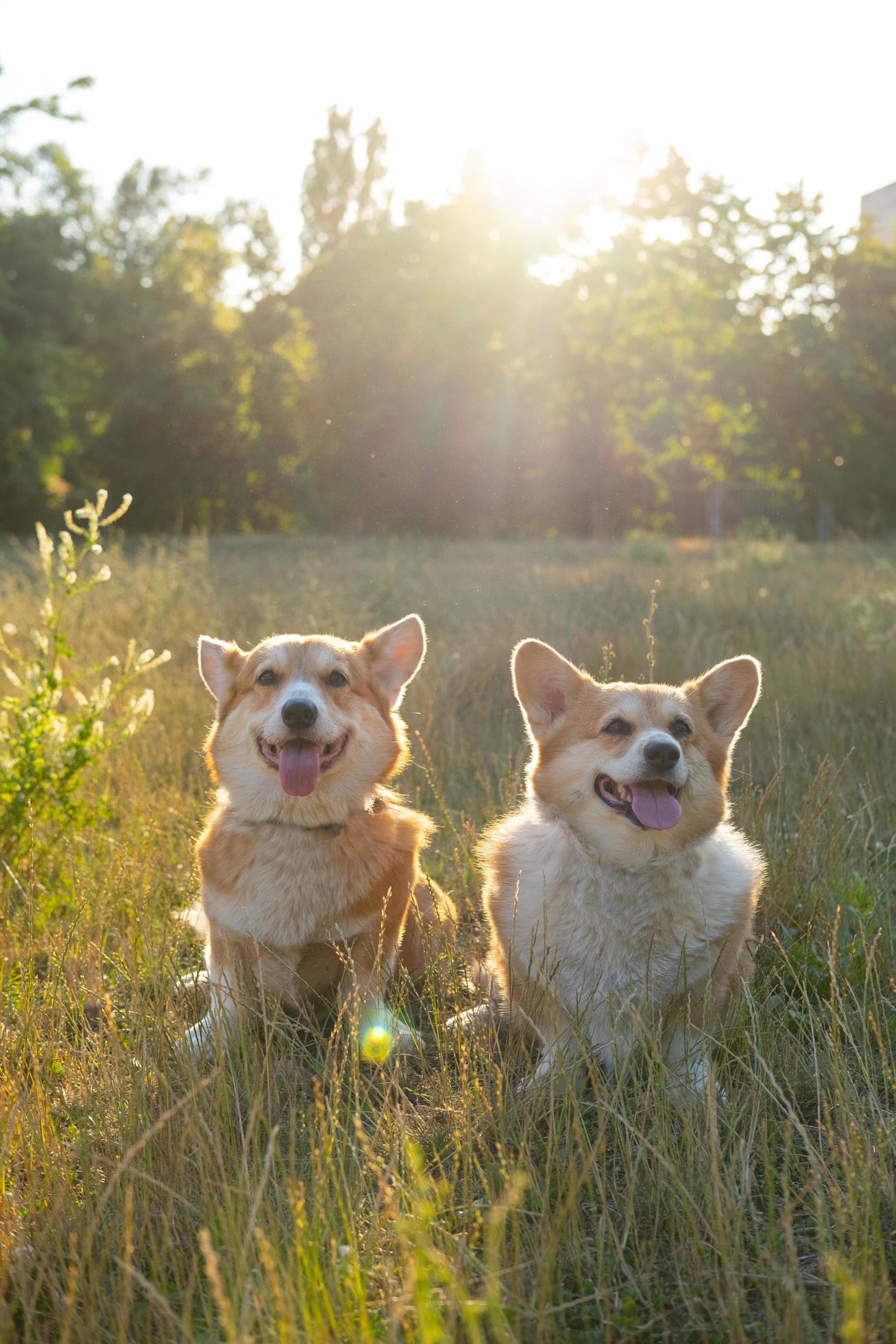 Two cute corgis posing in the park Stock Free