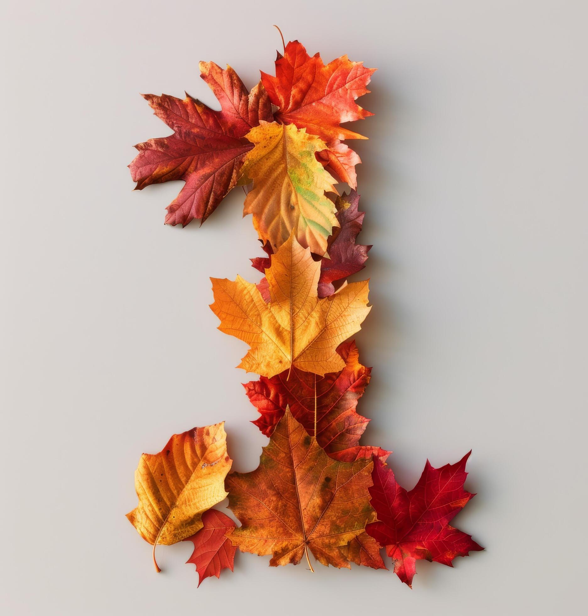 Autumn Leaves Arranged in the Shape of the Number One Against a White Background Stock Free