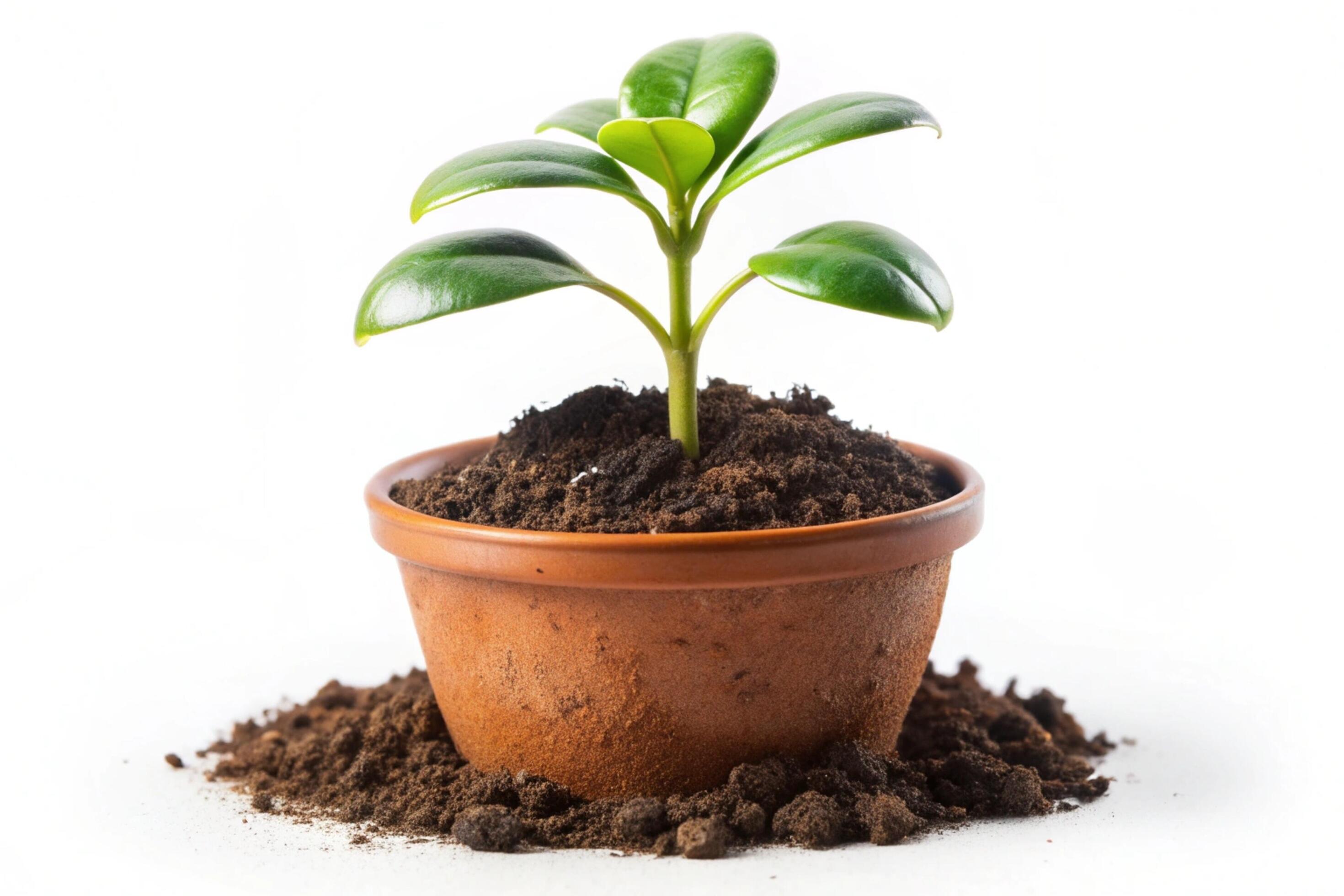 Small plant isolated on white background Stock Free