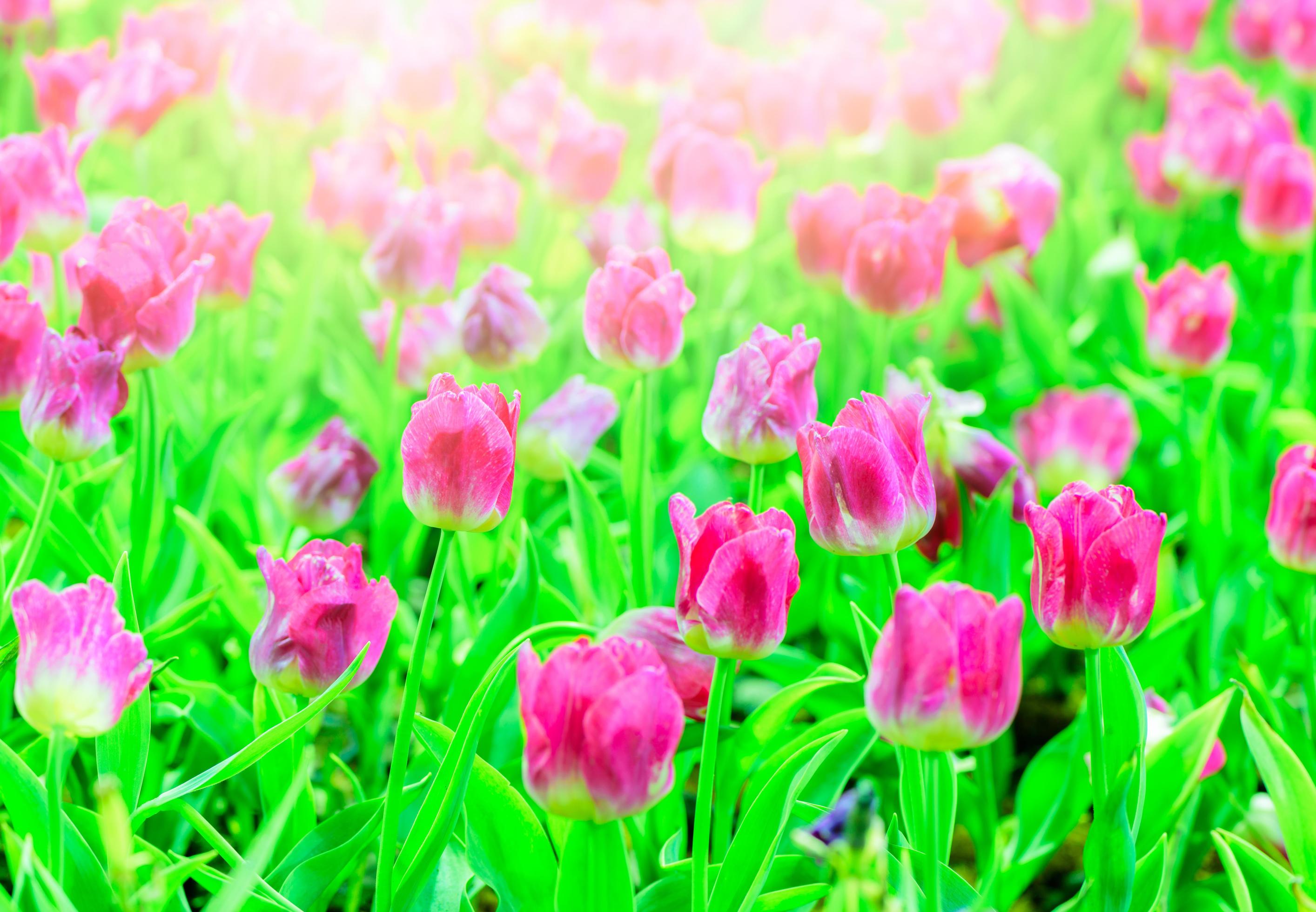 beautiful vivid pink tulips flower in garden Stock Free