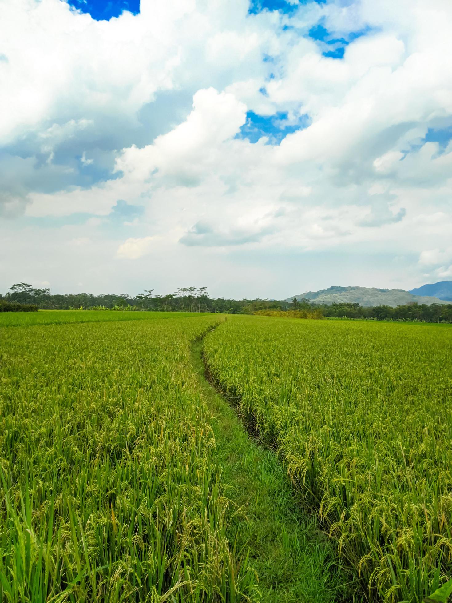 Indonesian traditional rice farming. Indonesian rice farm landscape. Indonesian rice fields. Field and sky. Stock Free