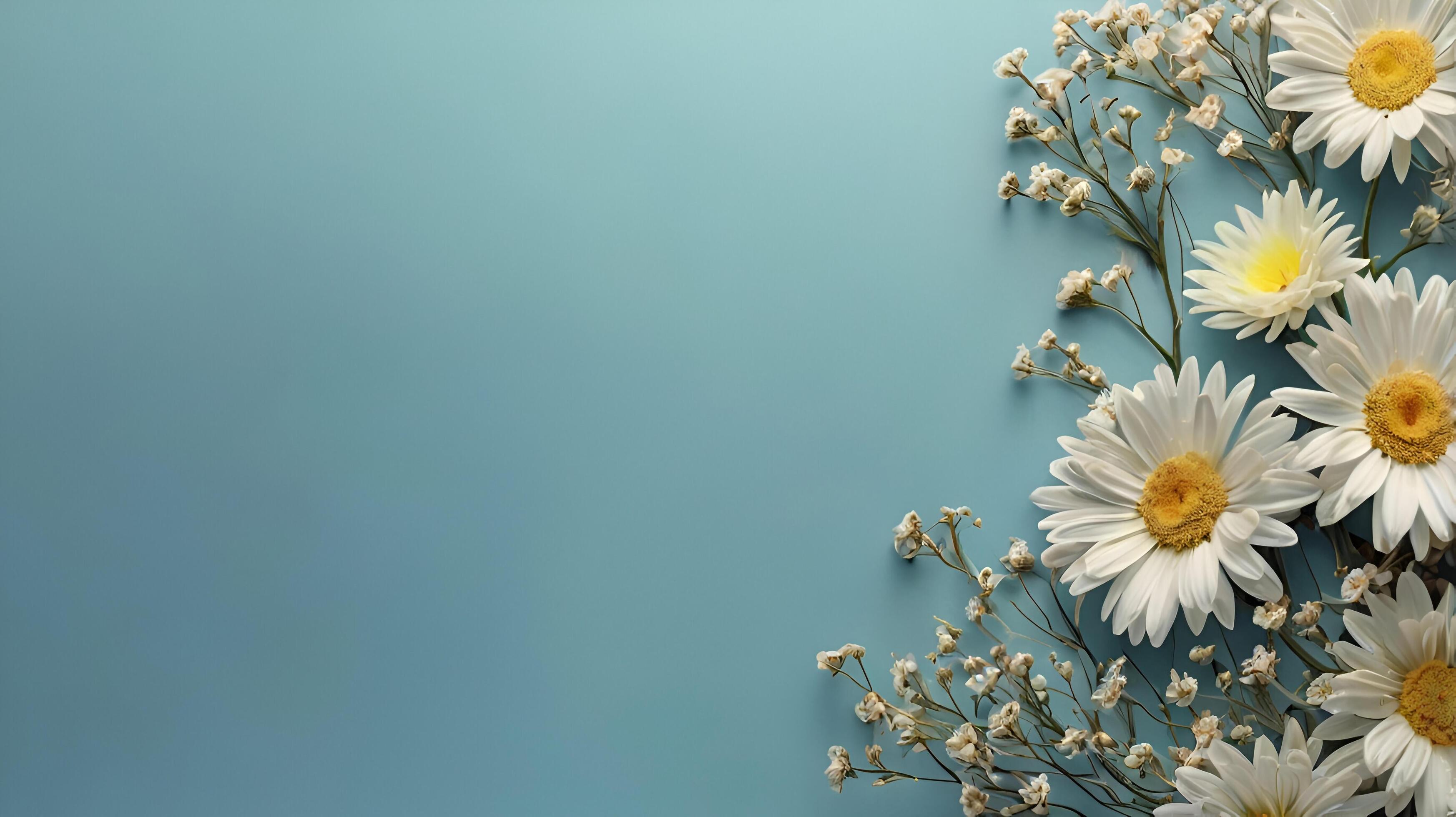 daisy flower copy space blue background Stock Free