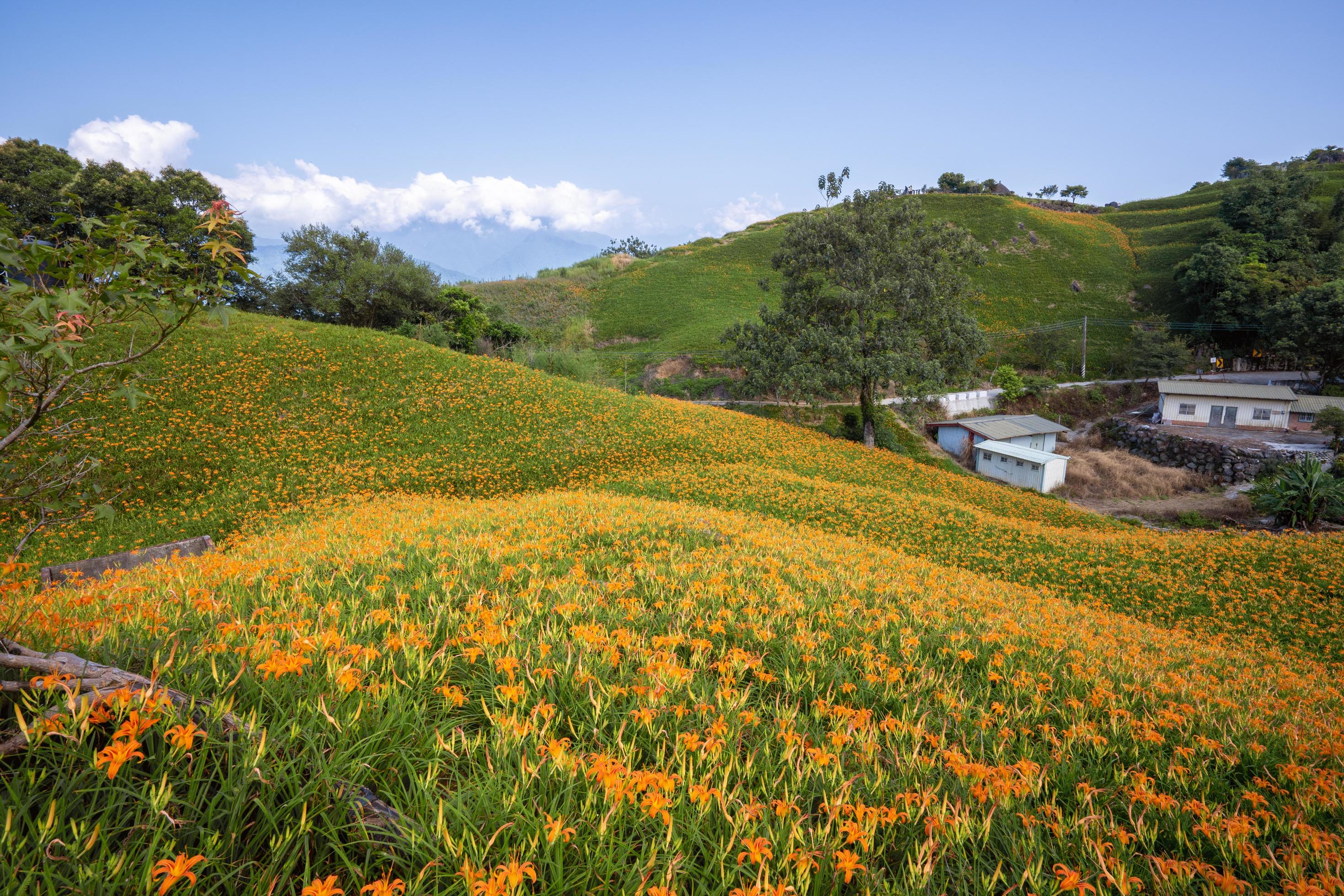 Beautiful orange daylily flower farm on Liushidan mountain Sixty Rock Mountain with blue sky and cloud in Taiwan Hualien Fuli, close up, copy space Stock Free