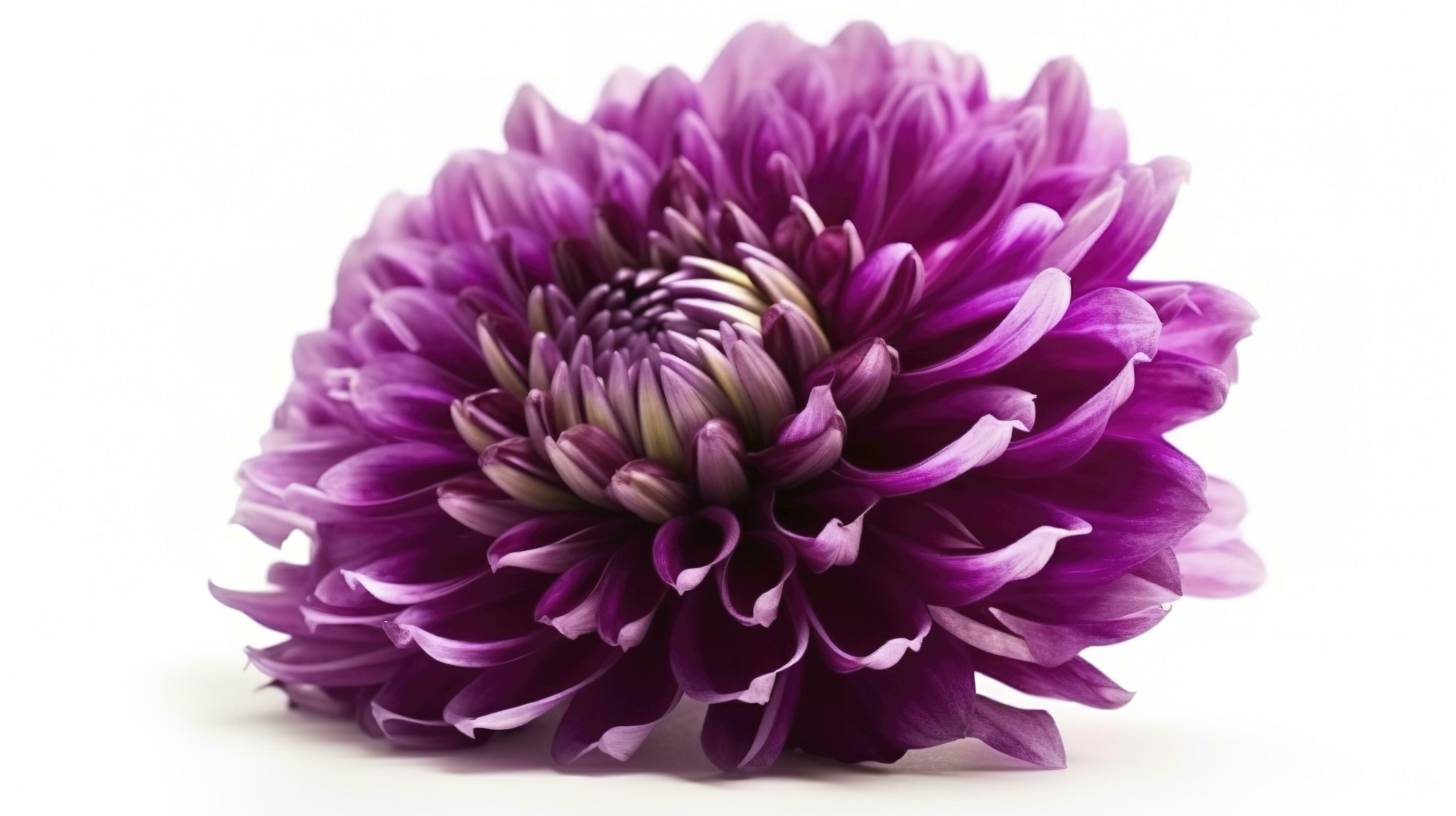 Big purple flower isolated on white background, generate ai Stock Free