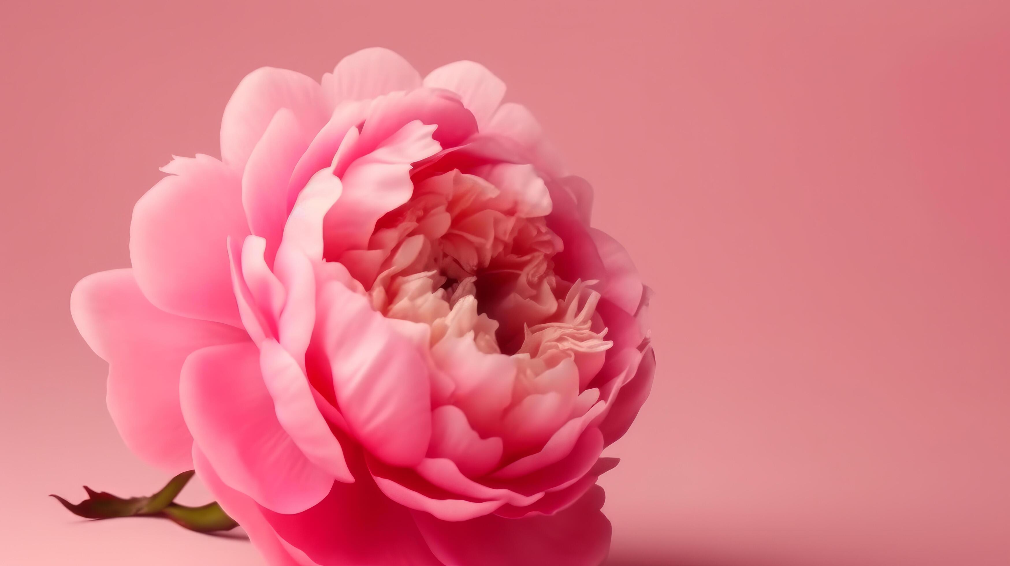 Pink peony flower. Illustration Stock Free