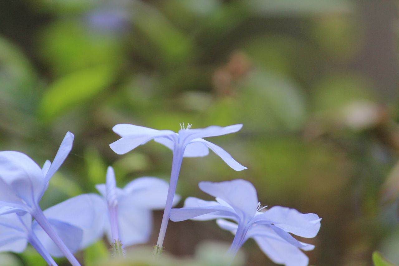 Light Blue Flowers Stock Free