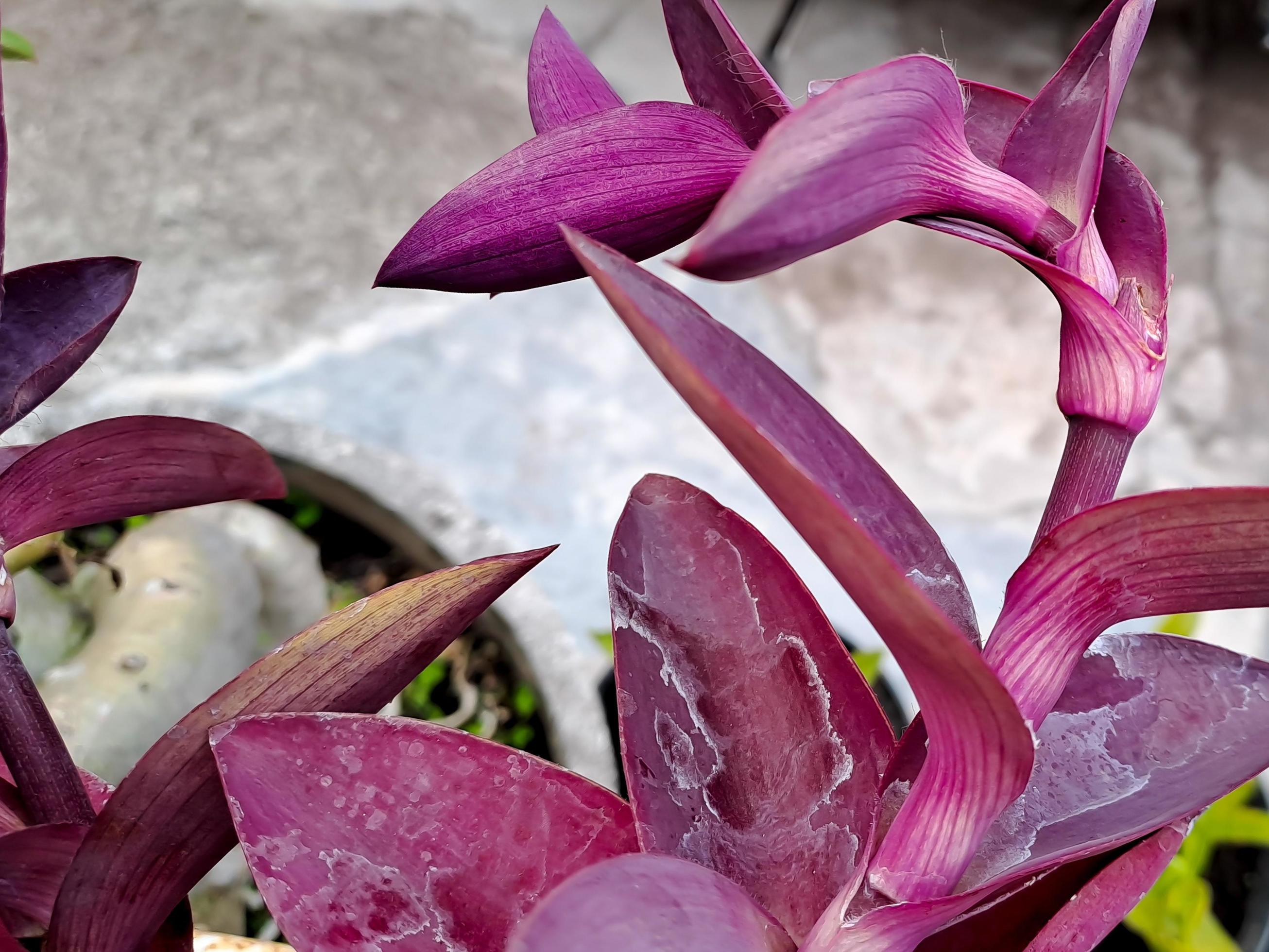 Tradescantia pallida Rose belongs to the Commelinaceae family, with the common name spider lily this plant Stock Free