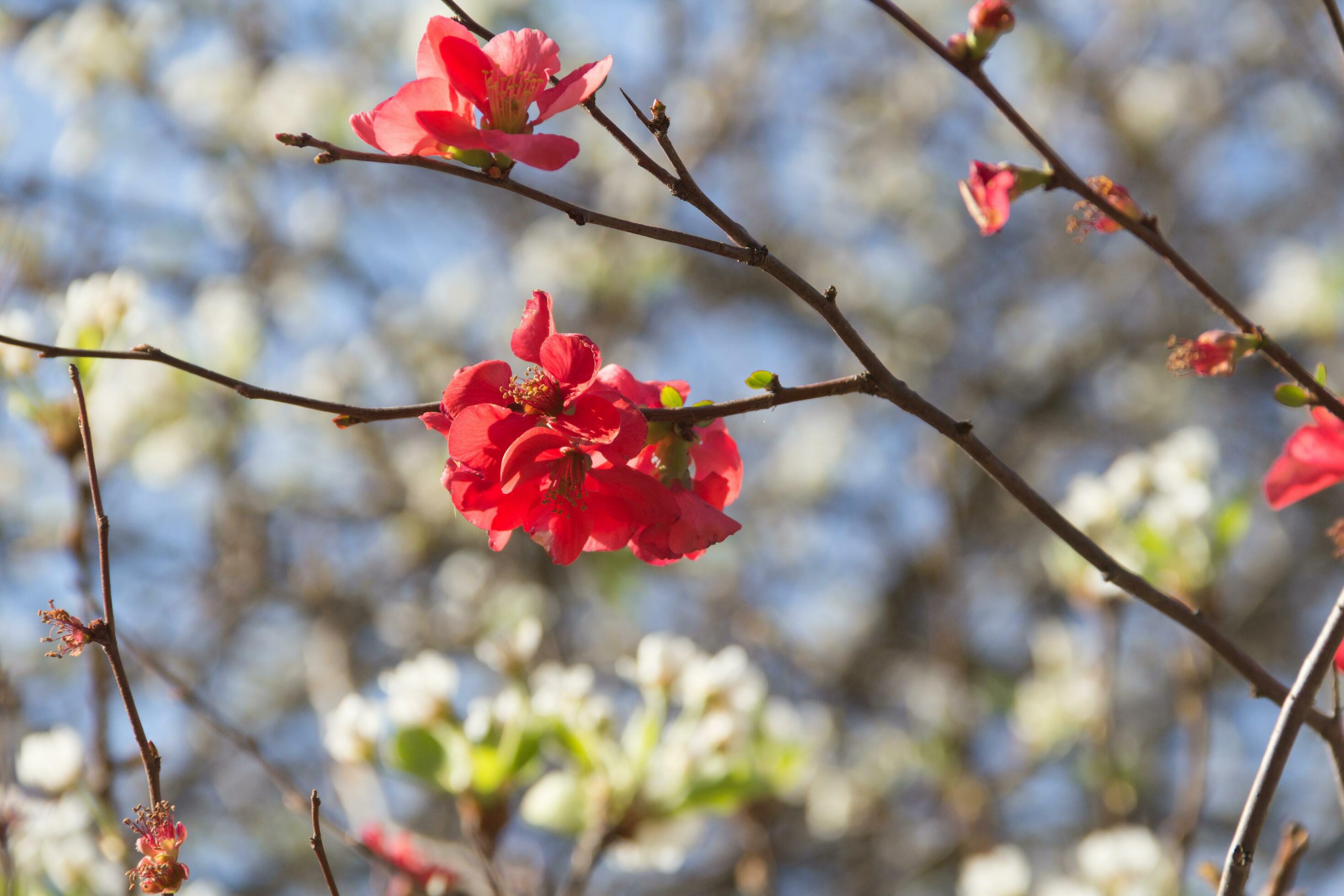 garden quince flowered in the spring of the mountains Stock Free