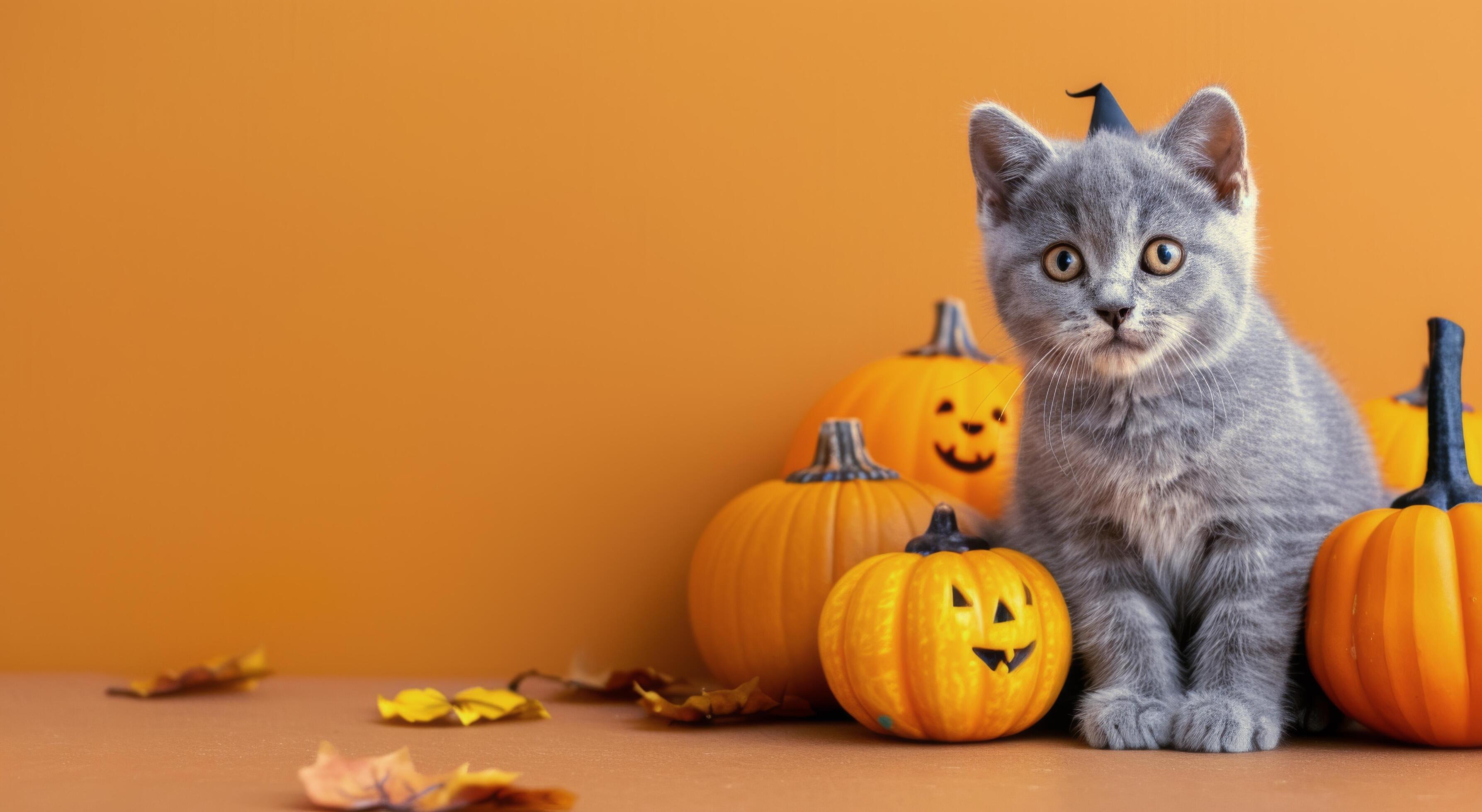 Gray Kitten Sitting Beside Halloween Pumpkins on Orange Background Stock Free