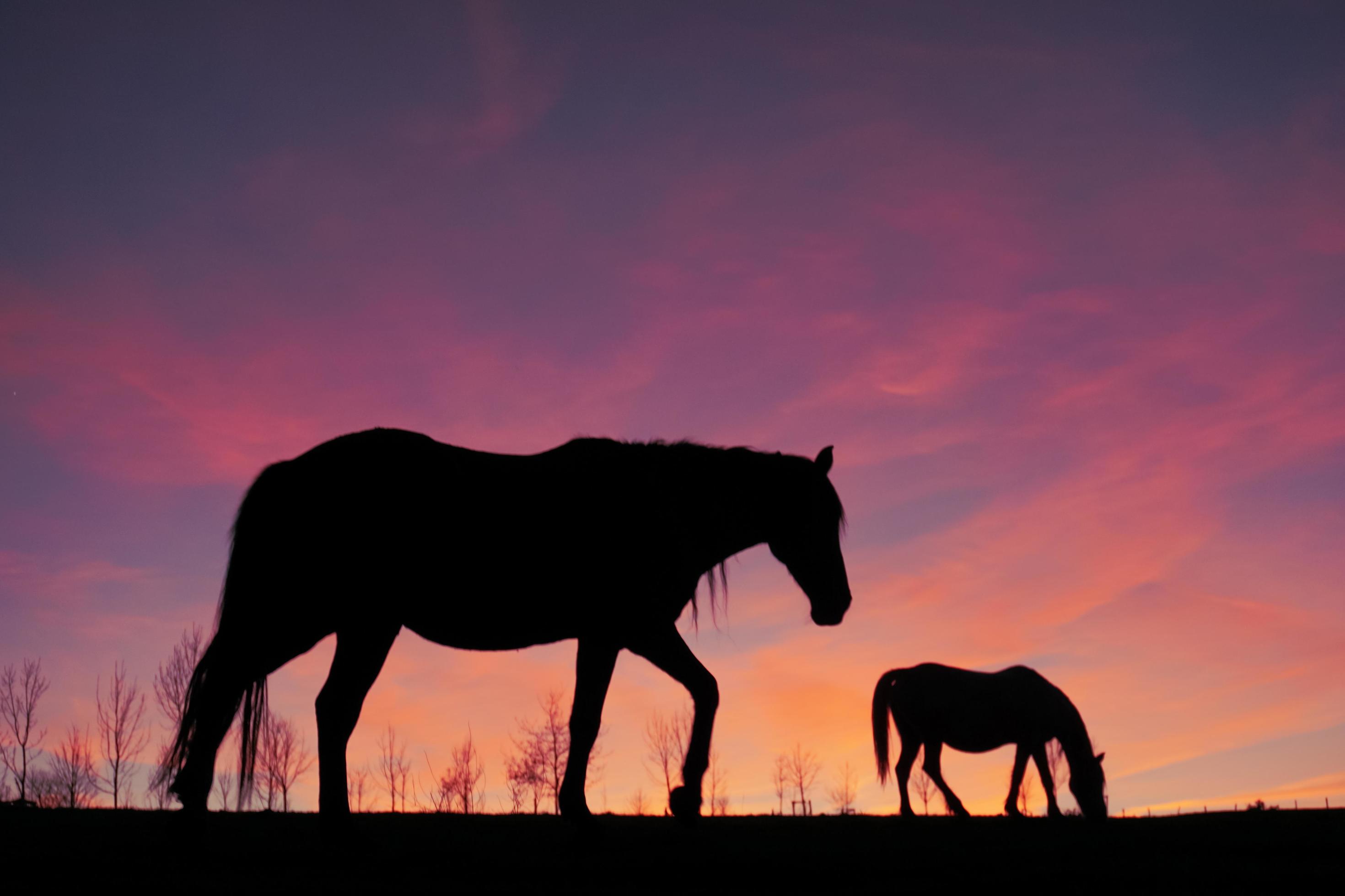 horses silhouette in the meadow with a beautiful sunset Stock Free