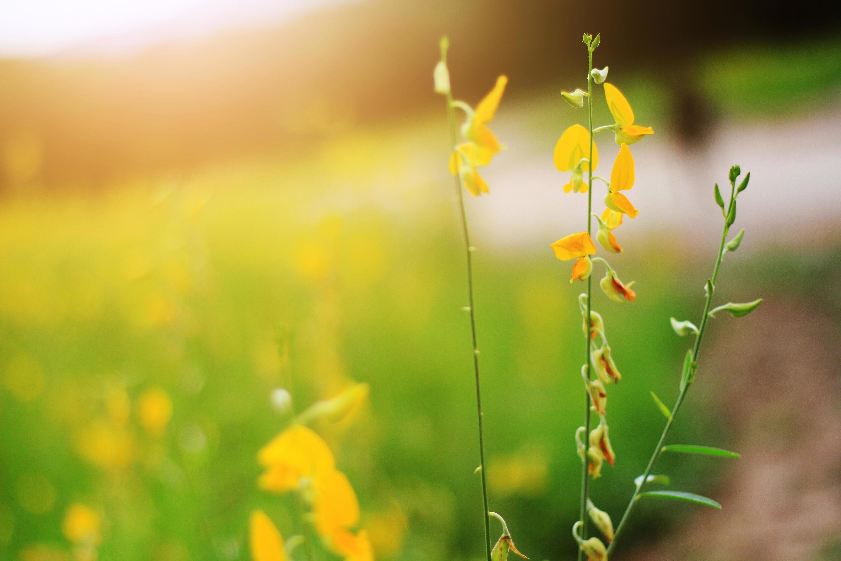 Beautiful yellow Sun hemp flowers or Crotalaria juncea farm in beautiful sunlight on the mountain in Thailand.A type of legume. Stock Free