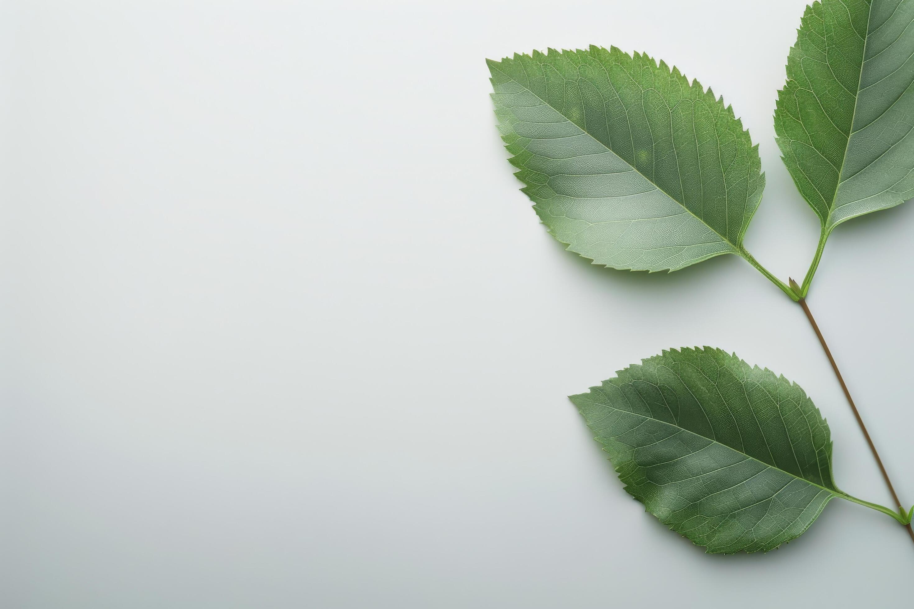 Green Leaves on White Background Stock Free