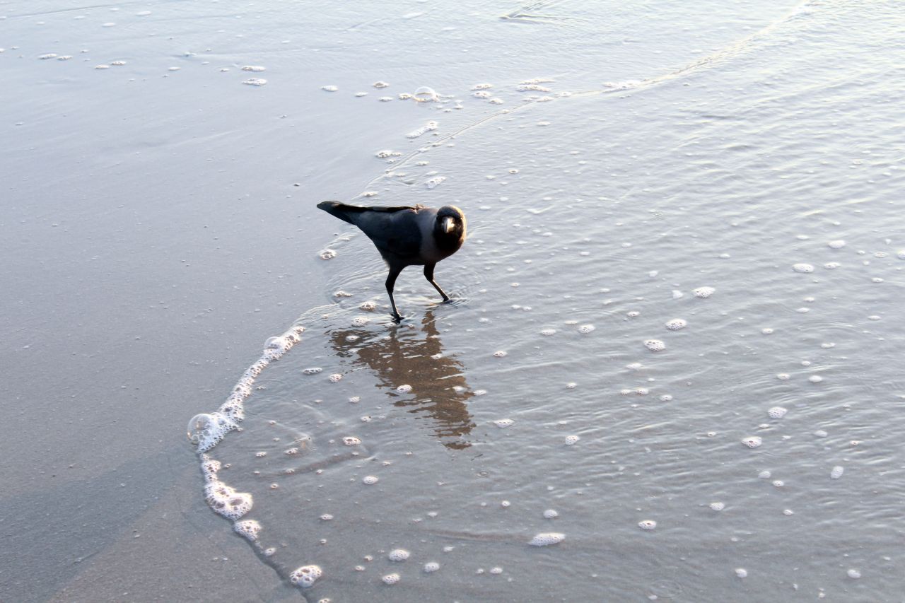 Crow In Beach Waves Water Stock Free