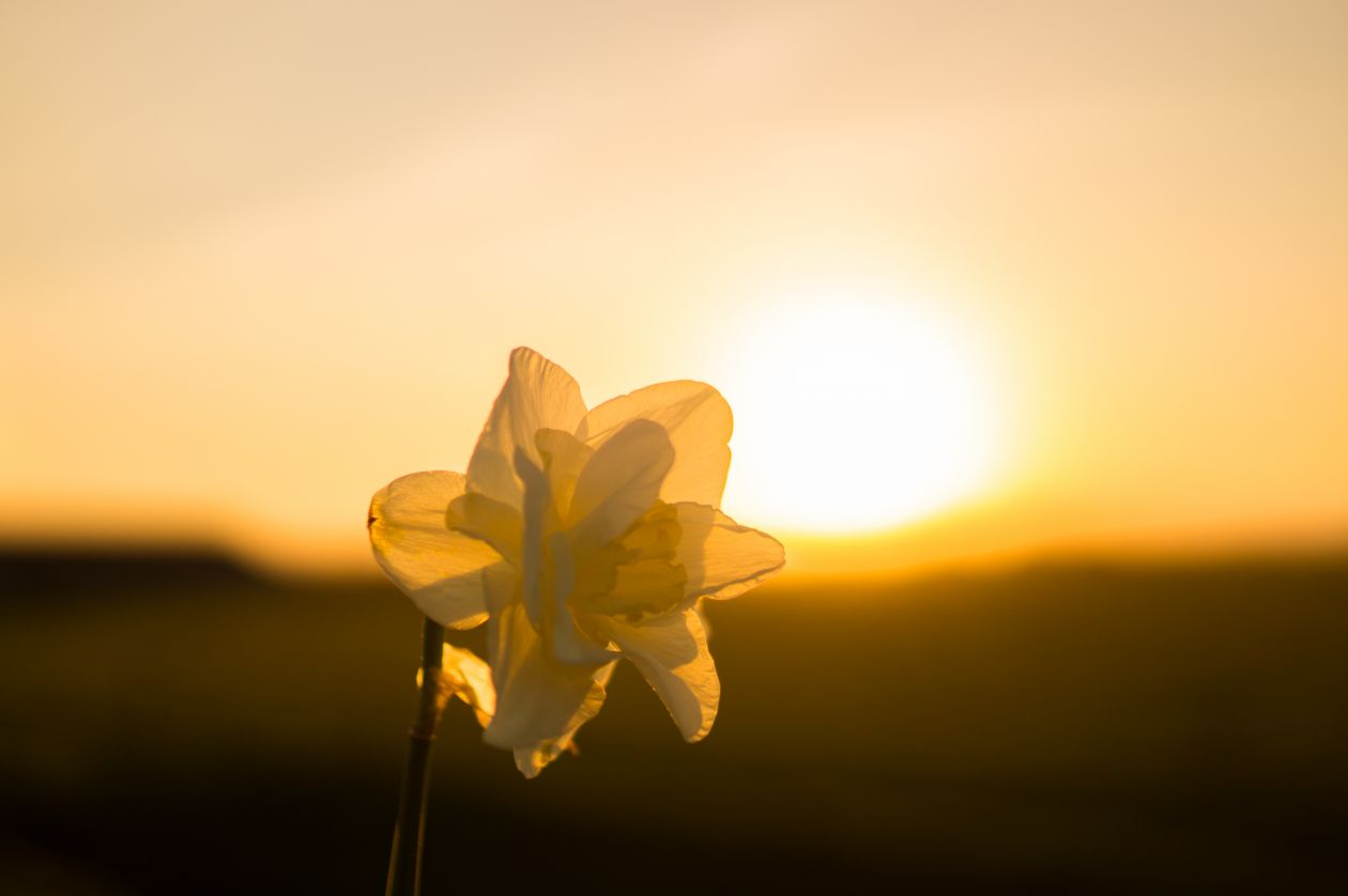 Beautiful flower in the sun Stock Free