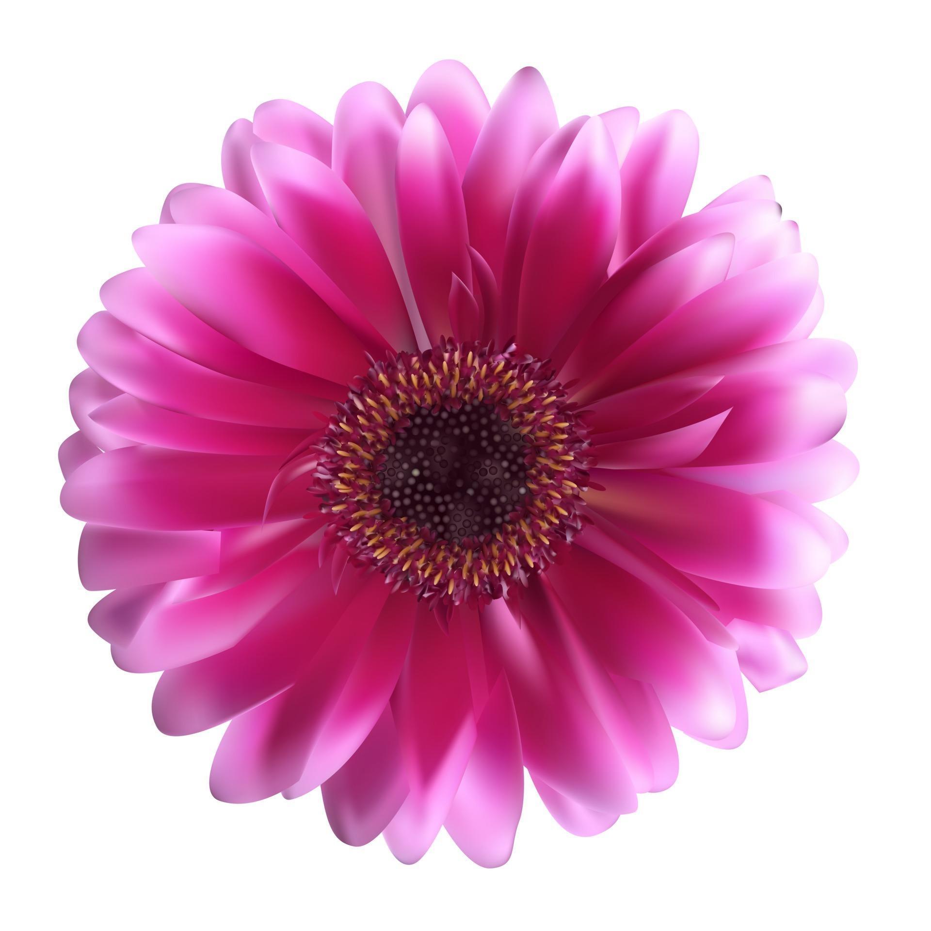 Gerbera Flower Background Vector Illustration Stock Free