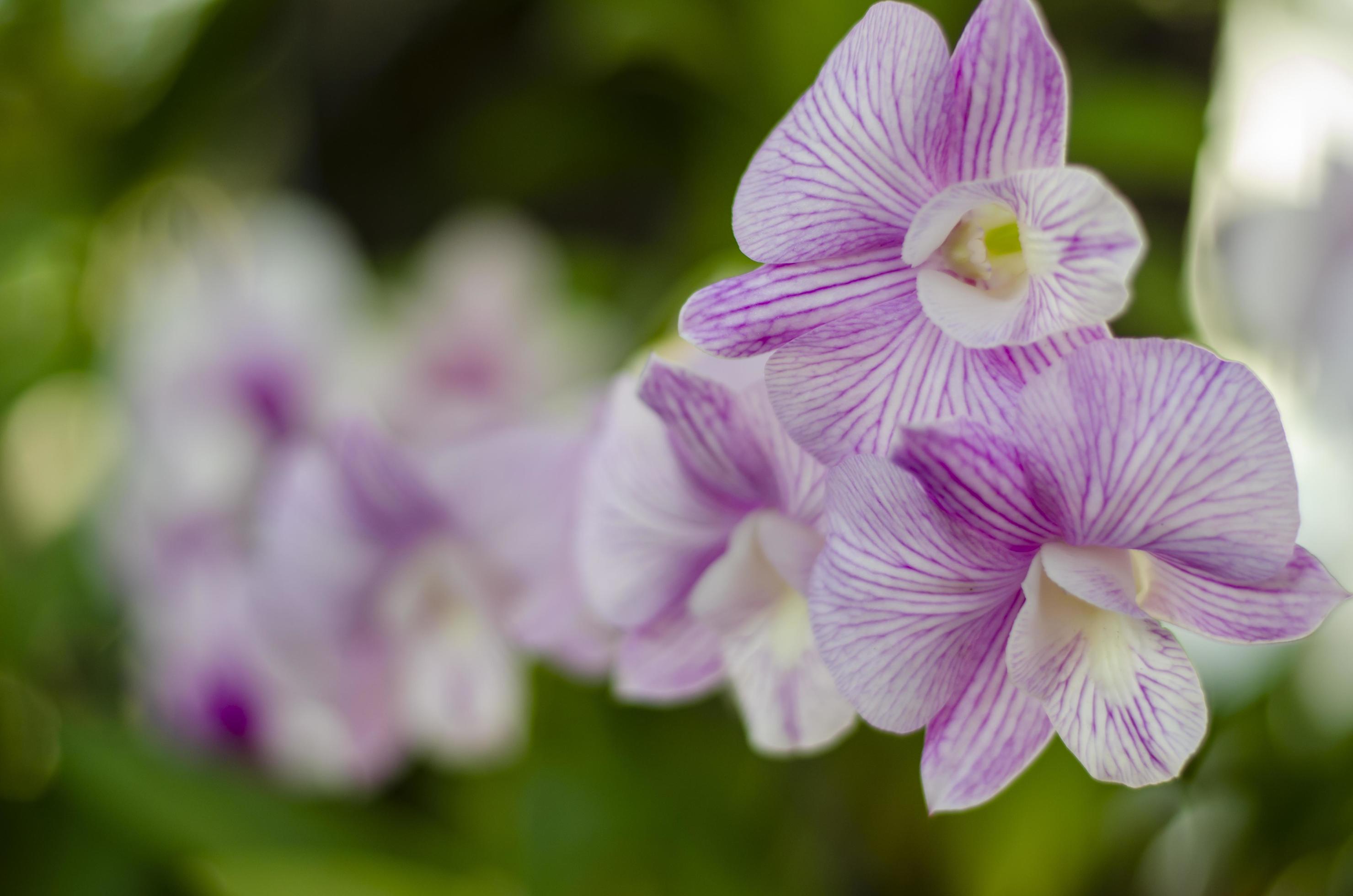 Beautiful pink orchid flower, blurred background with copy space Stock Free