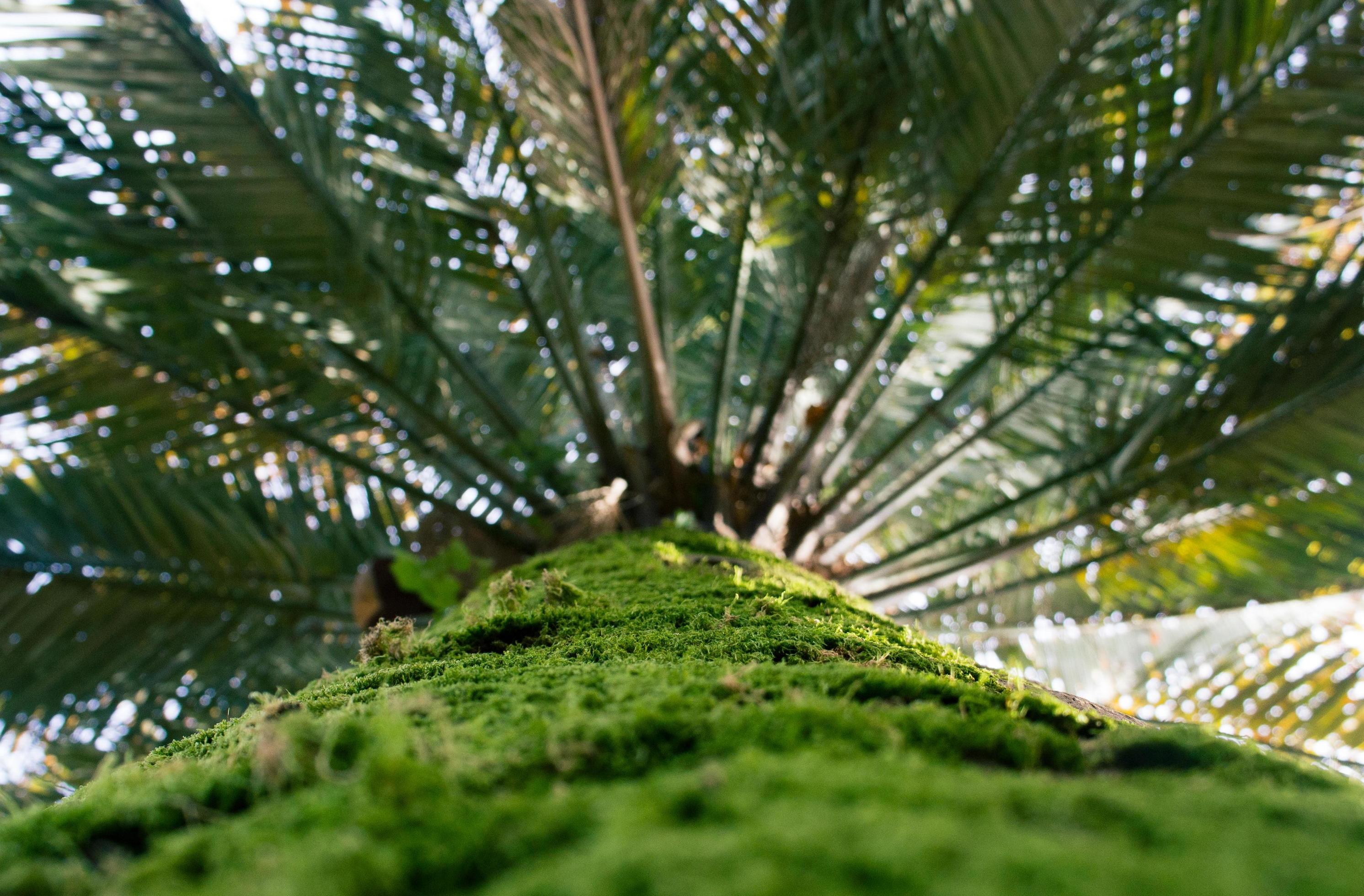 Natural background with palm trunk and leaves Stock Free